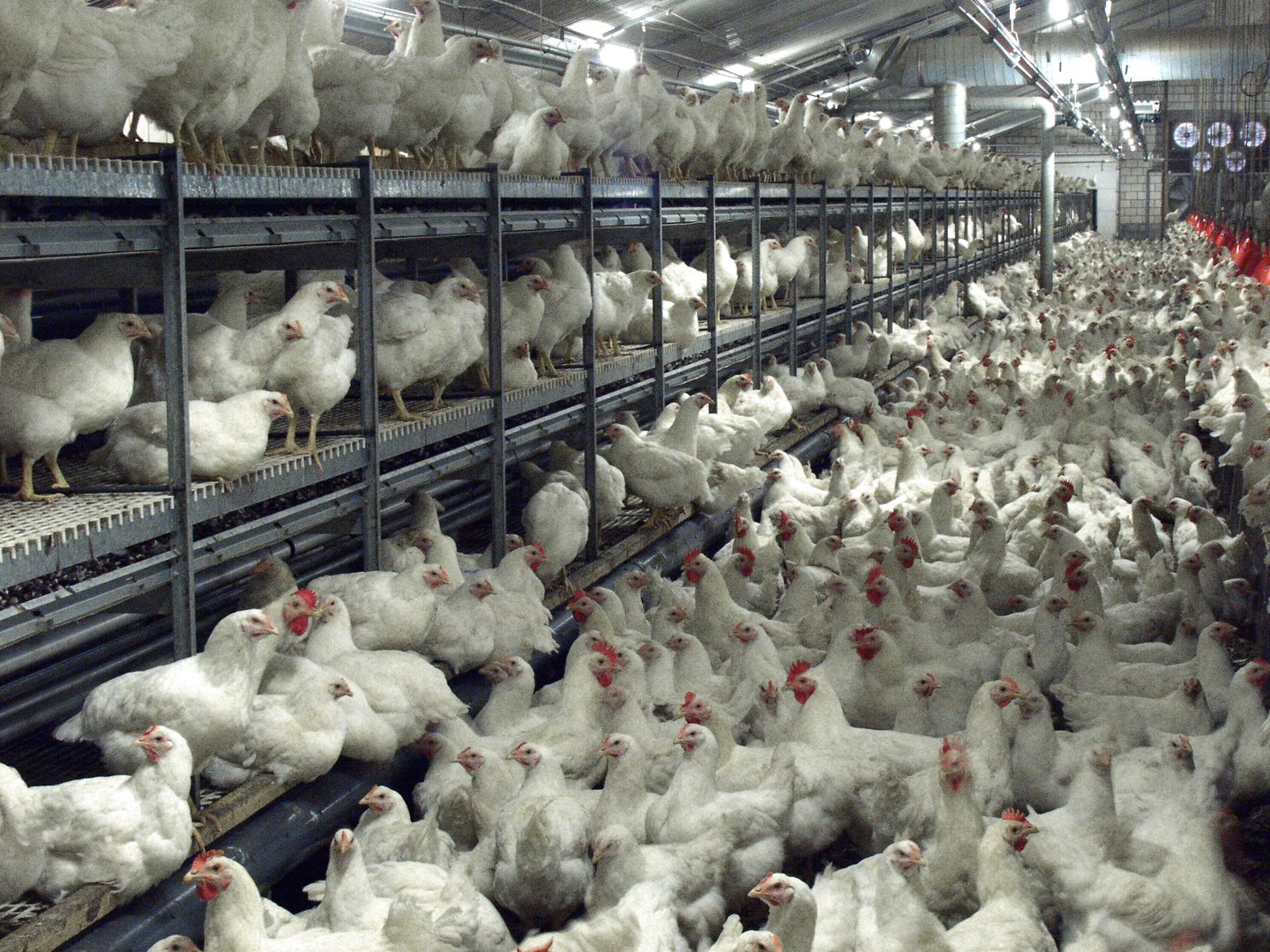 Modern poultry barn with chicken and chicks. Chicken breeding for egg production.