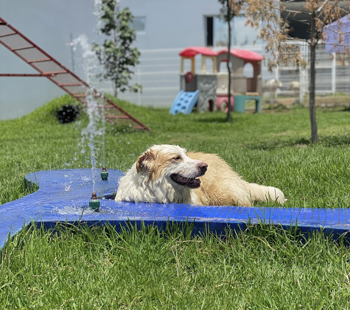 Circuito de Agilidad - Huellitas Resort