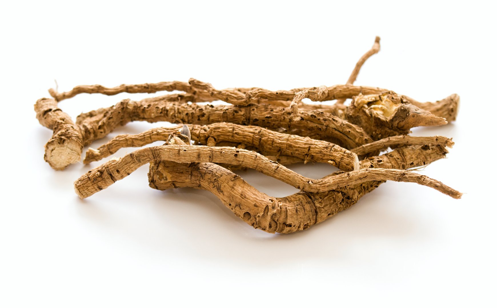 Traditional herb used  in herbalism against cough and as an ornamental plant.