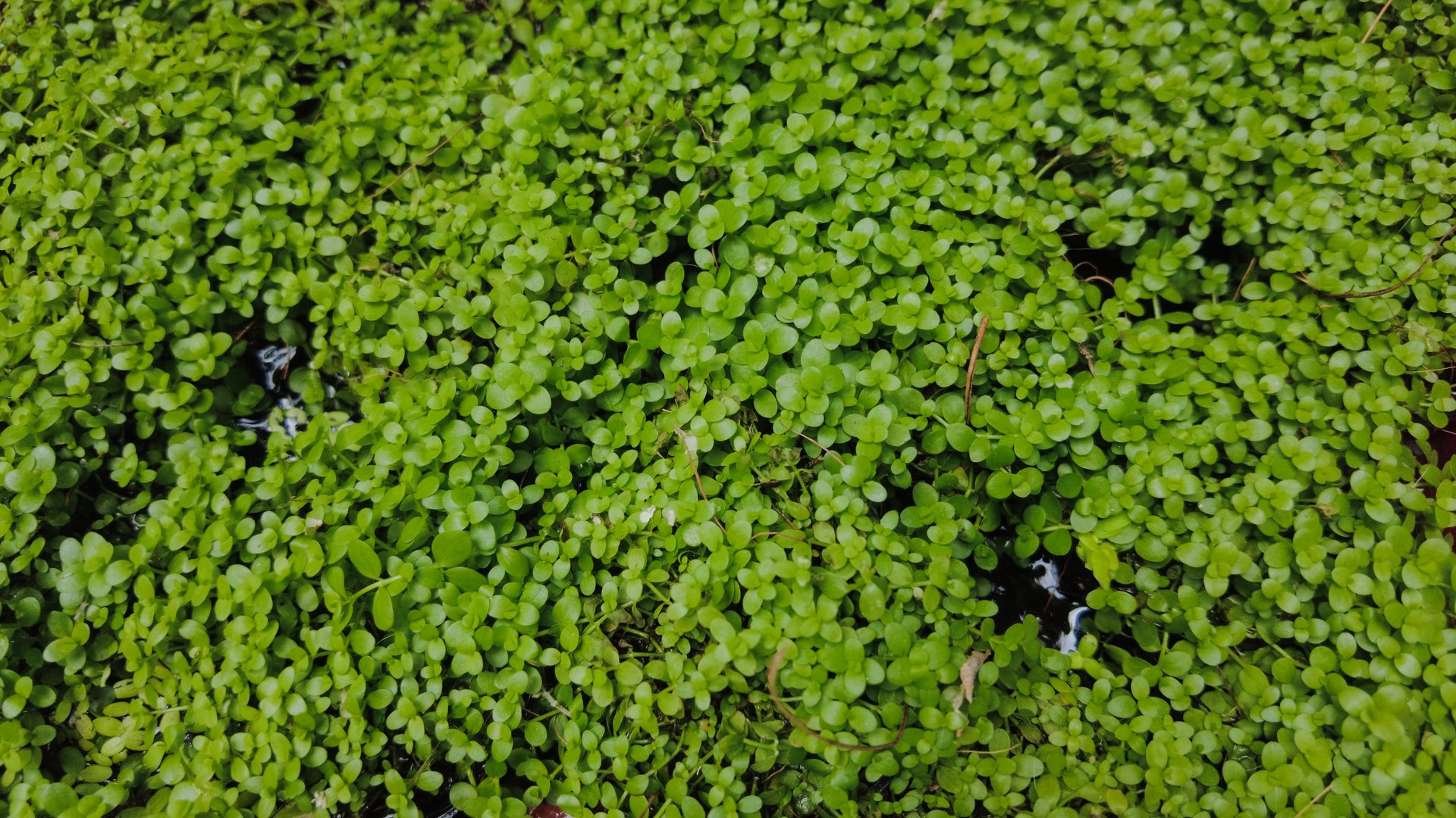 Monte Carlo aquarium plant, close-up view
