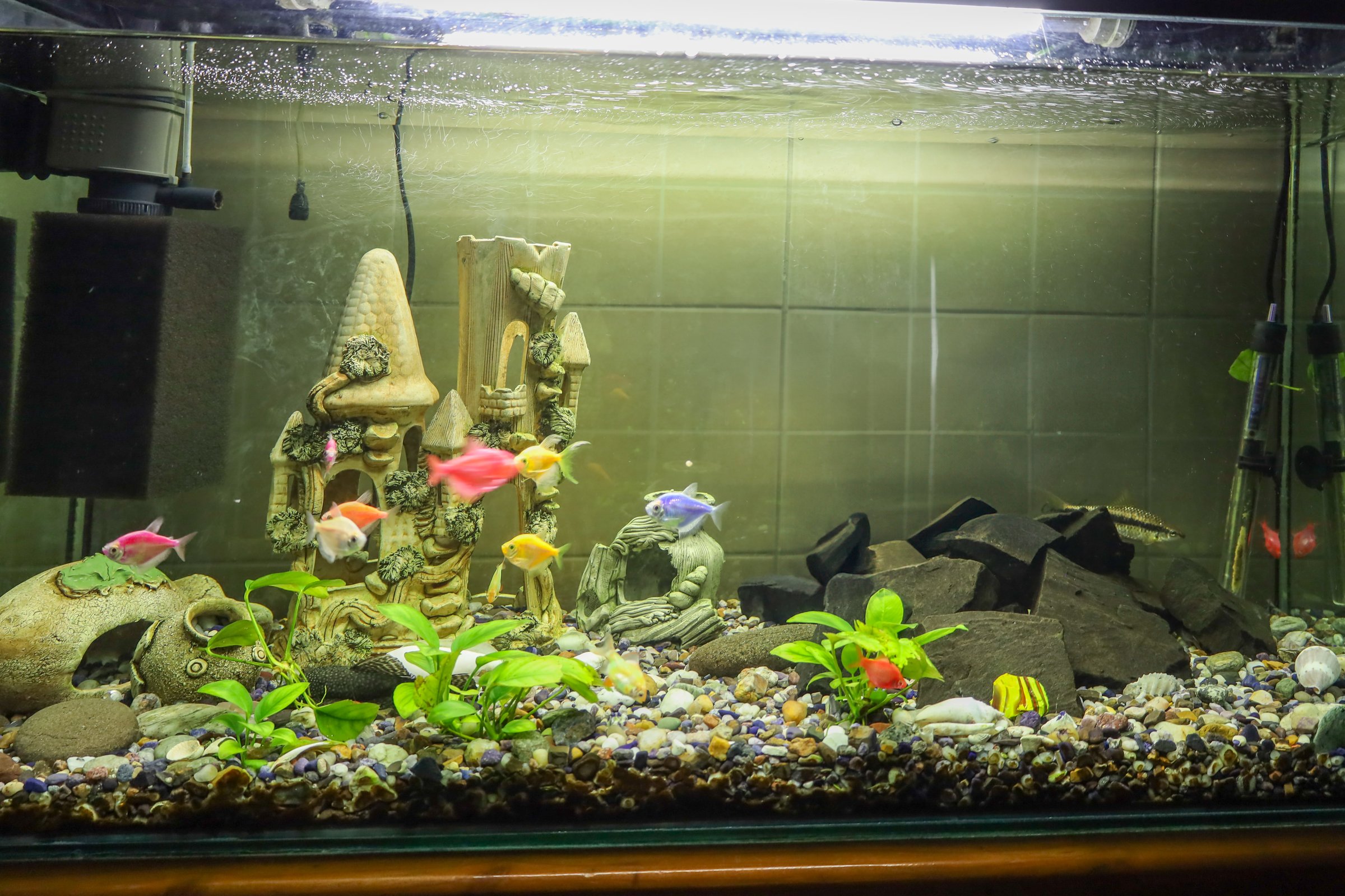 Colorful tropical fish swimming in large planted aquarium with castle and stone ornaments vibrant underwater ecosystem with proper temperature control supporting diverse aquatic life and healthy plant growth
