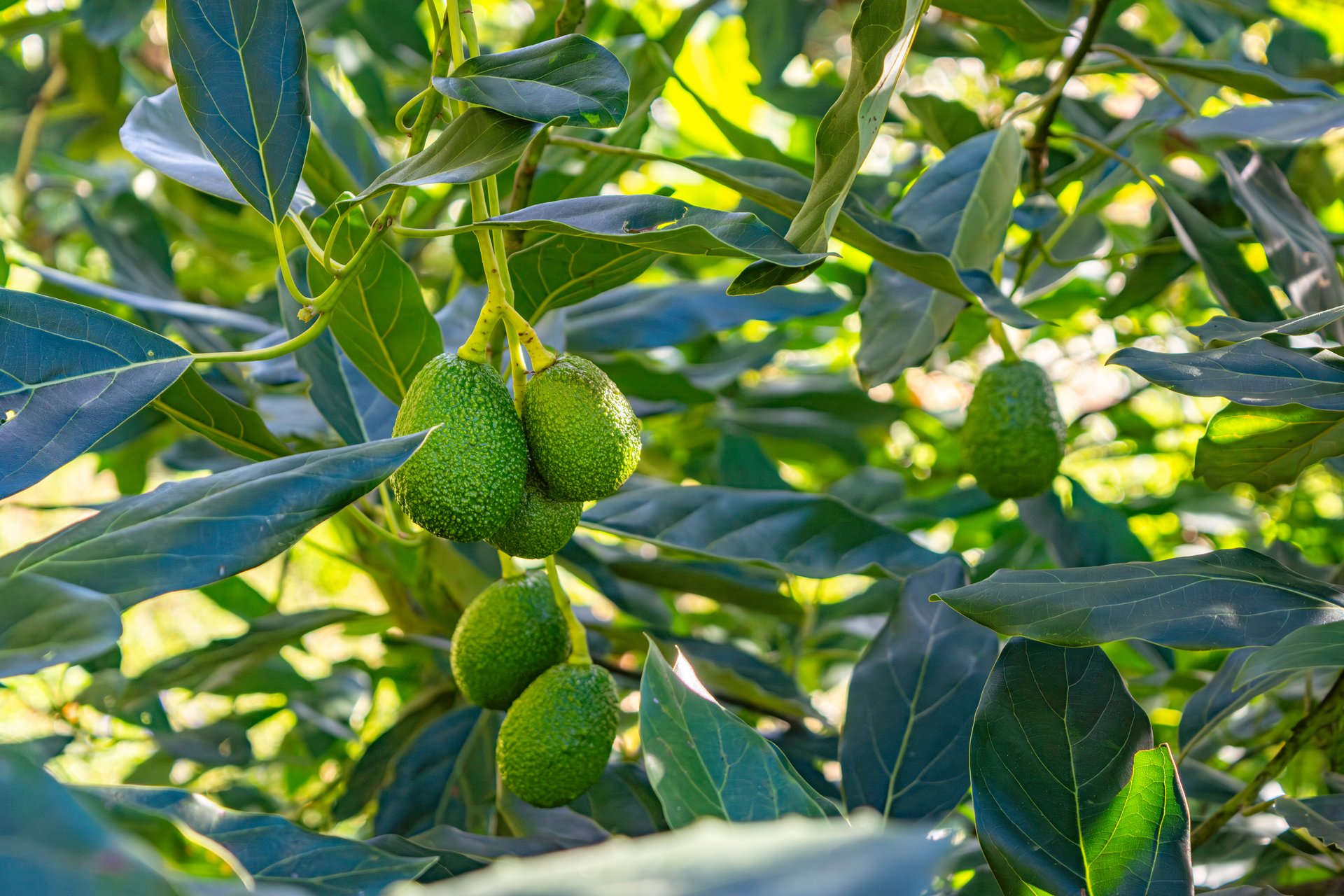 A vibrant avocado tree showcasing clusters of green avocados surrounded by lush leaves in Popayán, Cauca, Colombia.