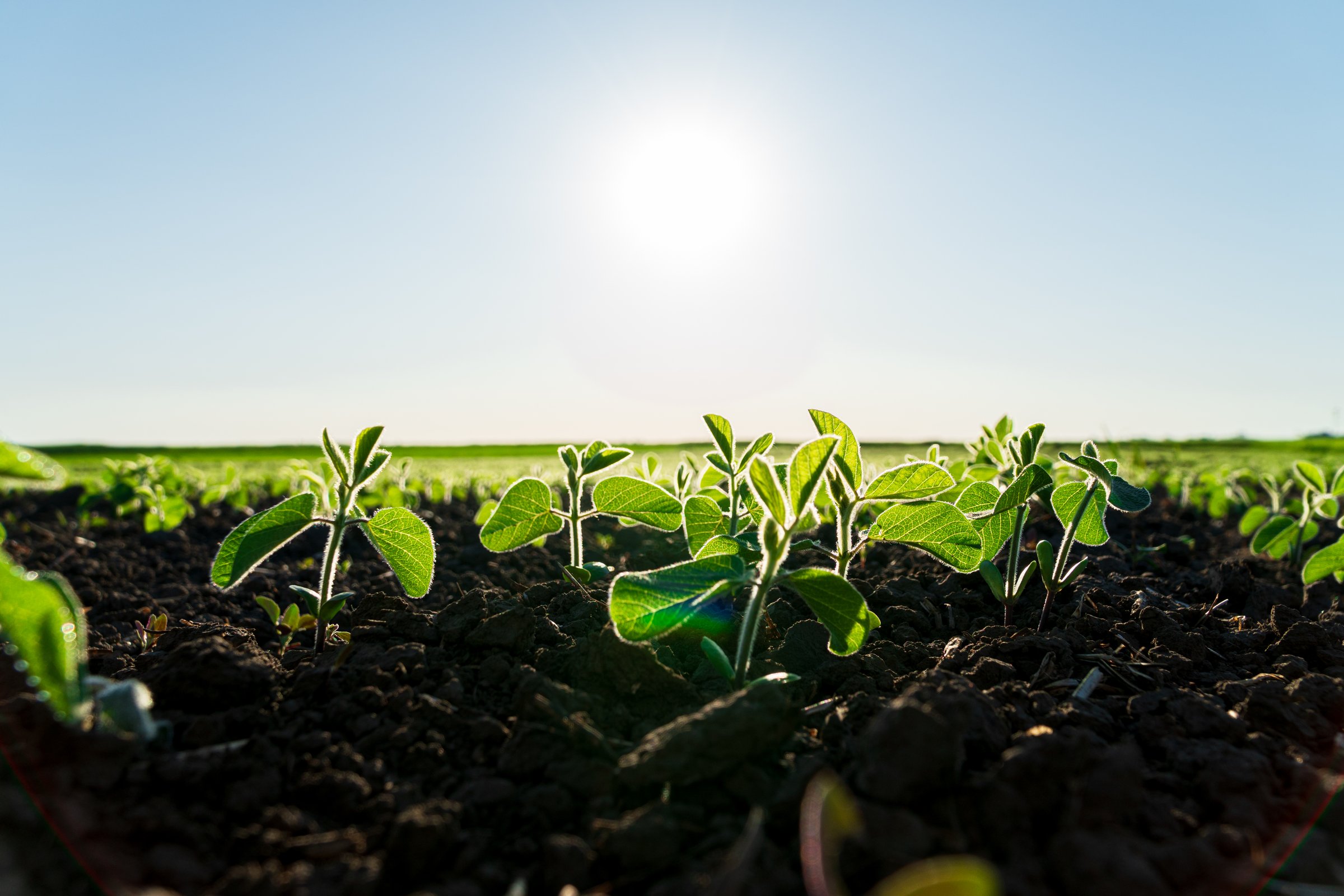Small green soybean plants grow in a field on a sunny day. Close up of soybean sprouts on field with blurred background.