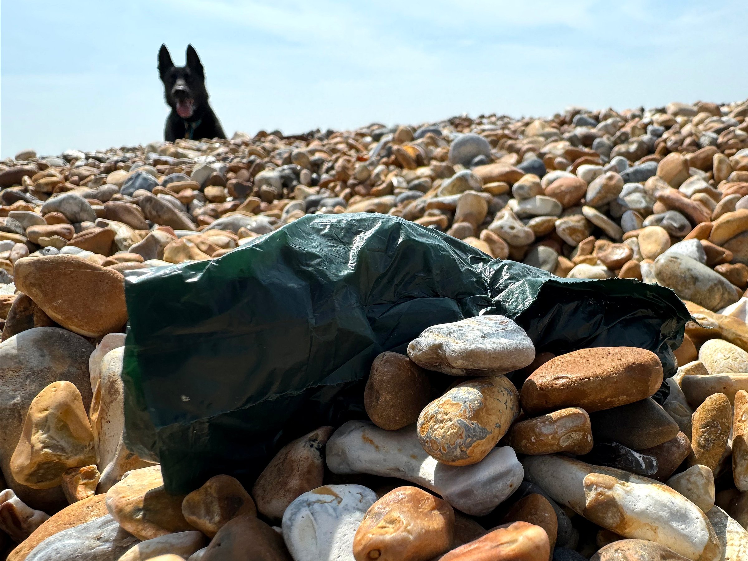 A discarded plastic dog poo bag on the tideline at Cooden Beach, Bexhill, East Sussex, UK.  The photographer&#039;s dog pops his head above the pebbles at the rear of the shot.