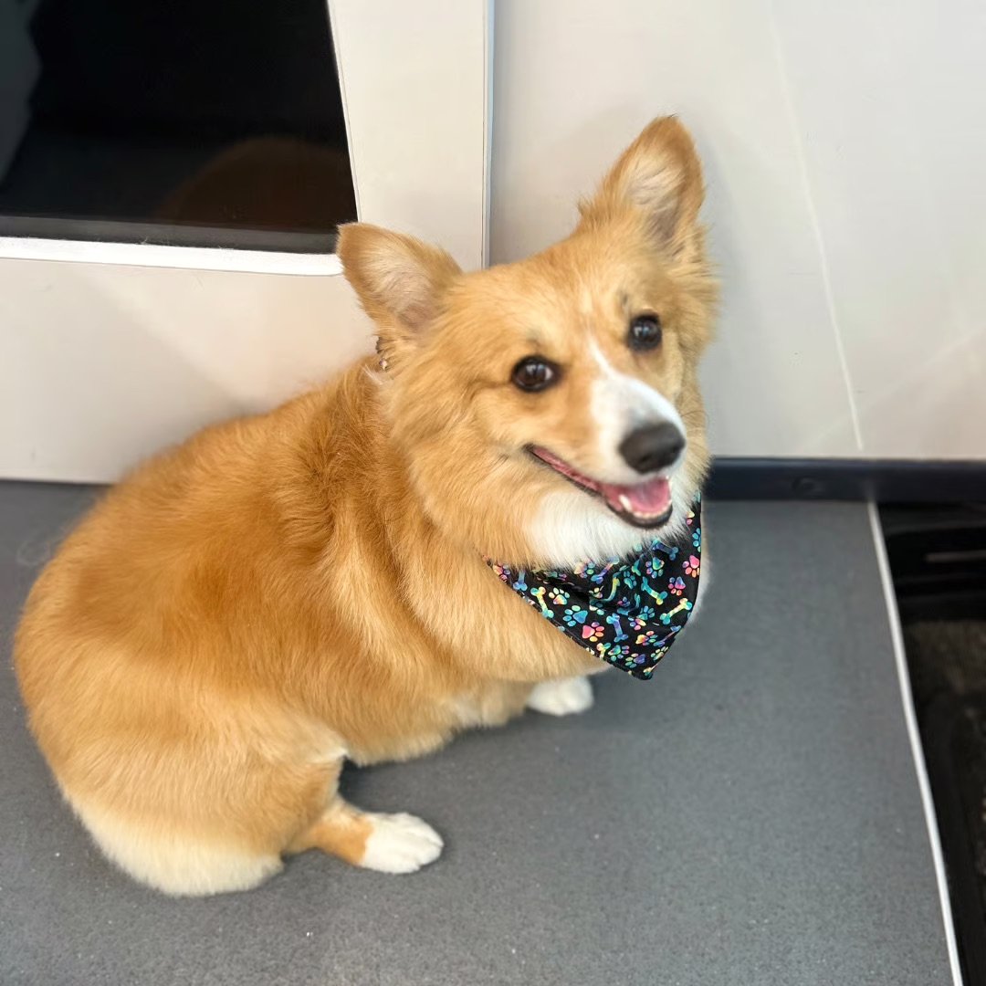 Corgi transformation - from backyard buddy to Instagram influencer