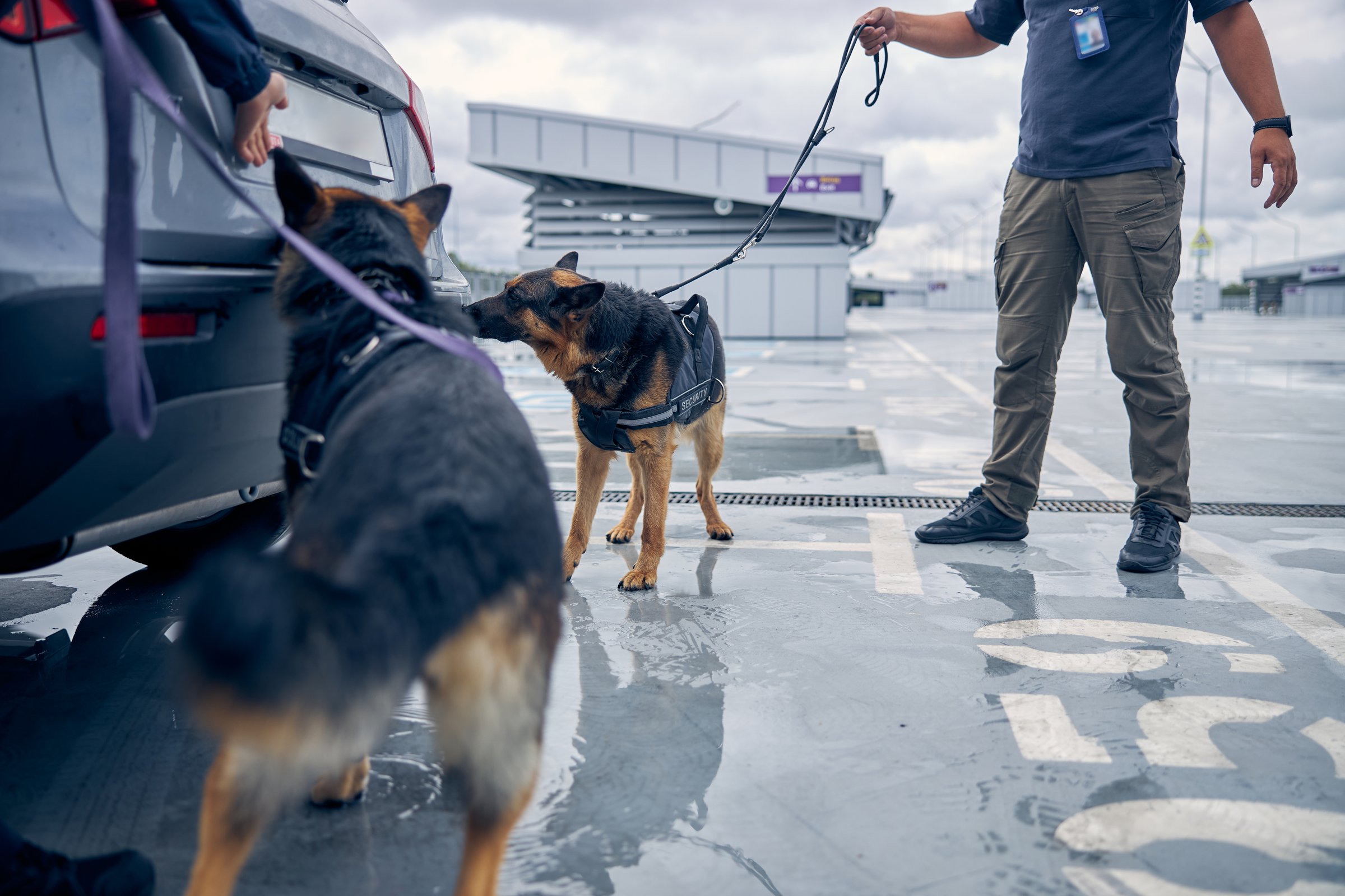 Two German Shepherd dogs sniffing automobile trunk while searching for drugs or other illegal items
