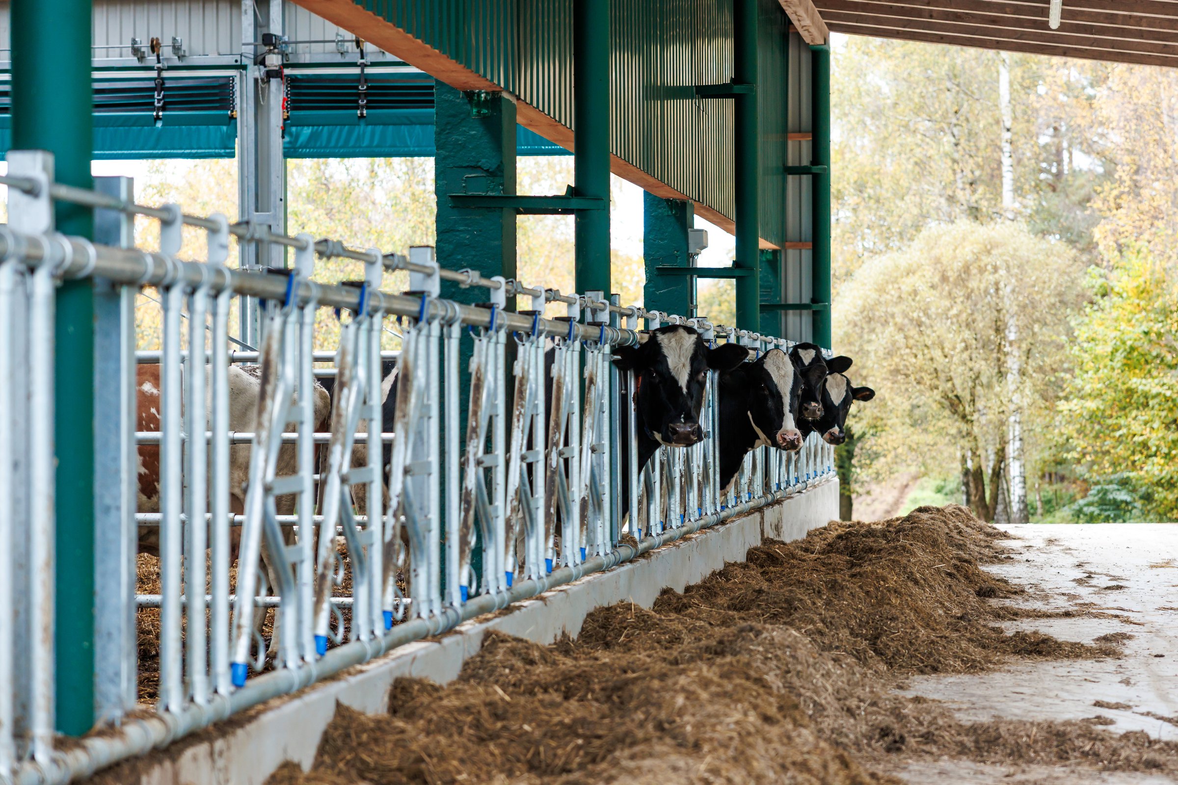 Modern dairy barn with proper ventilation for cows