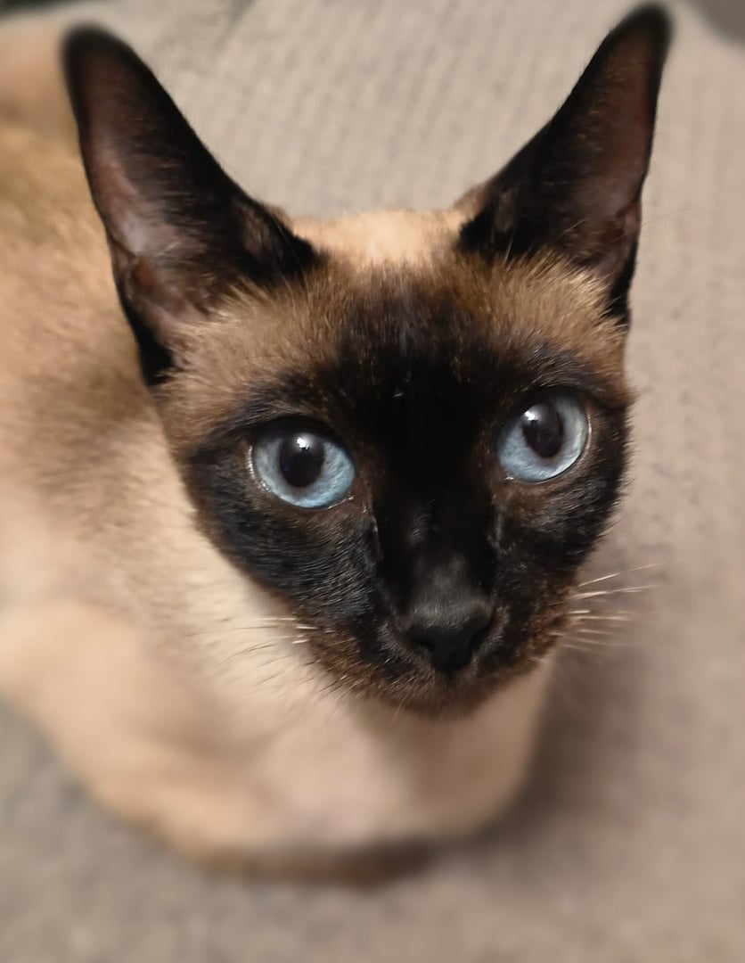 Beautiful Siamese cat