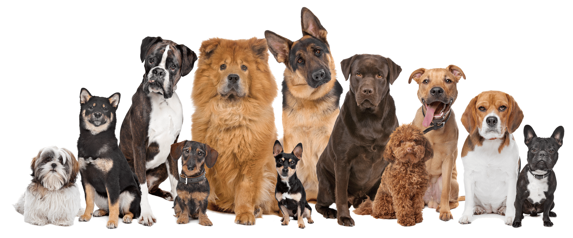 Los Jefes - Entrenamiento Canino