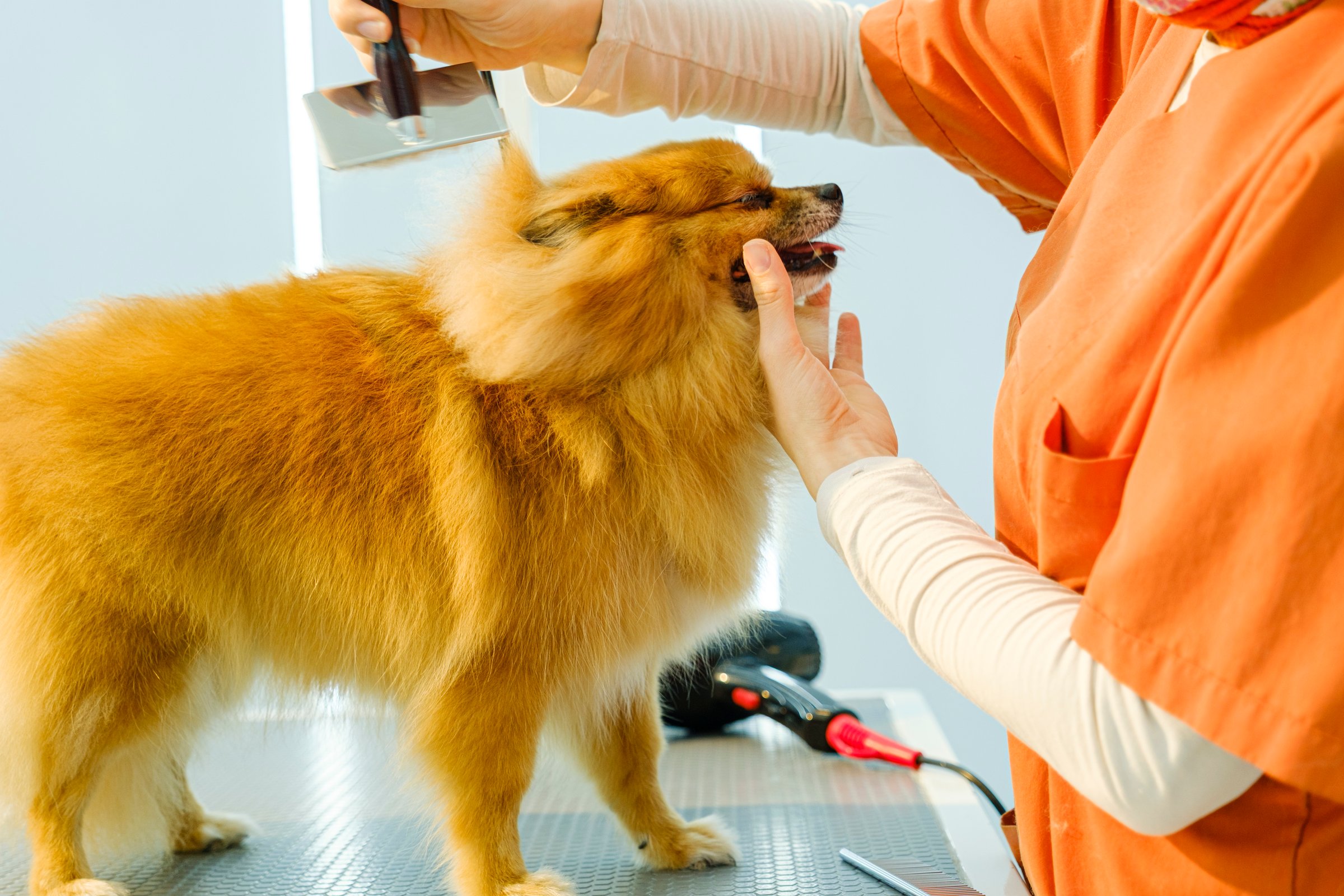 An adorable Pomeranian dog being groomed at a pet grooming salon