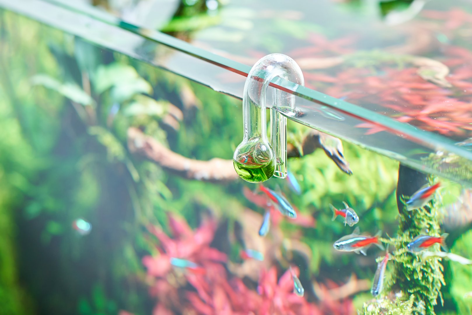 Glass hang-on CO2 aquarium drop checker for monitoring optimal carbon dioxide amount in planted tank.