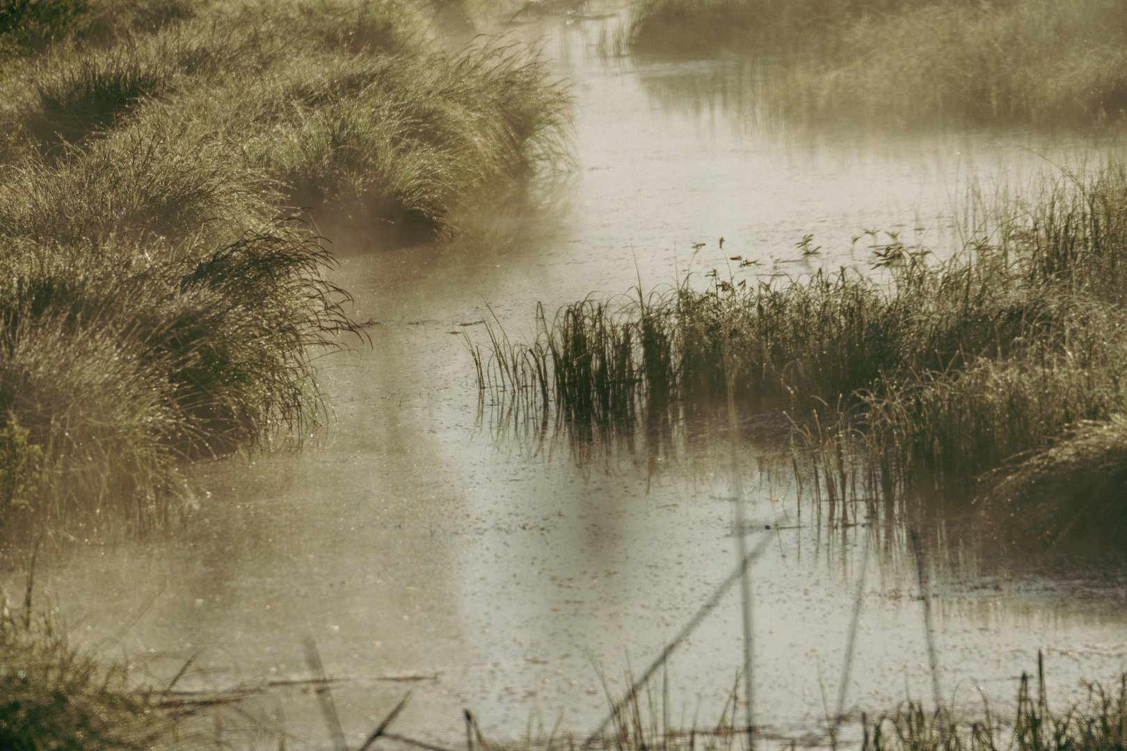 Quiet misty wetland stream at sunrise, tranquil water path surrounded by dew-covered grass and reeds, peaceful atmospheric nature scene symbolizing transition and stillness