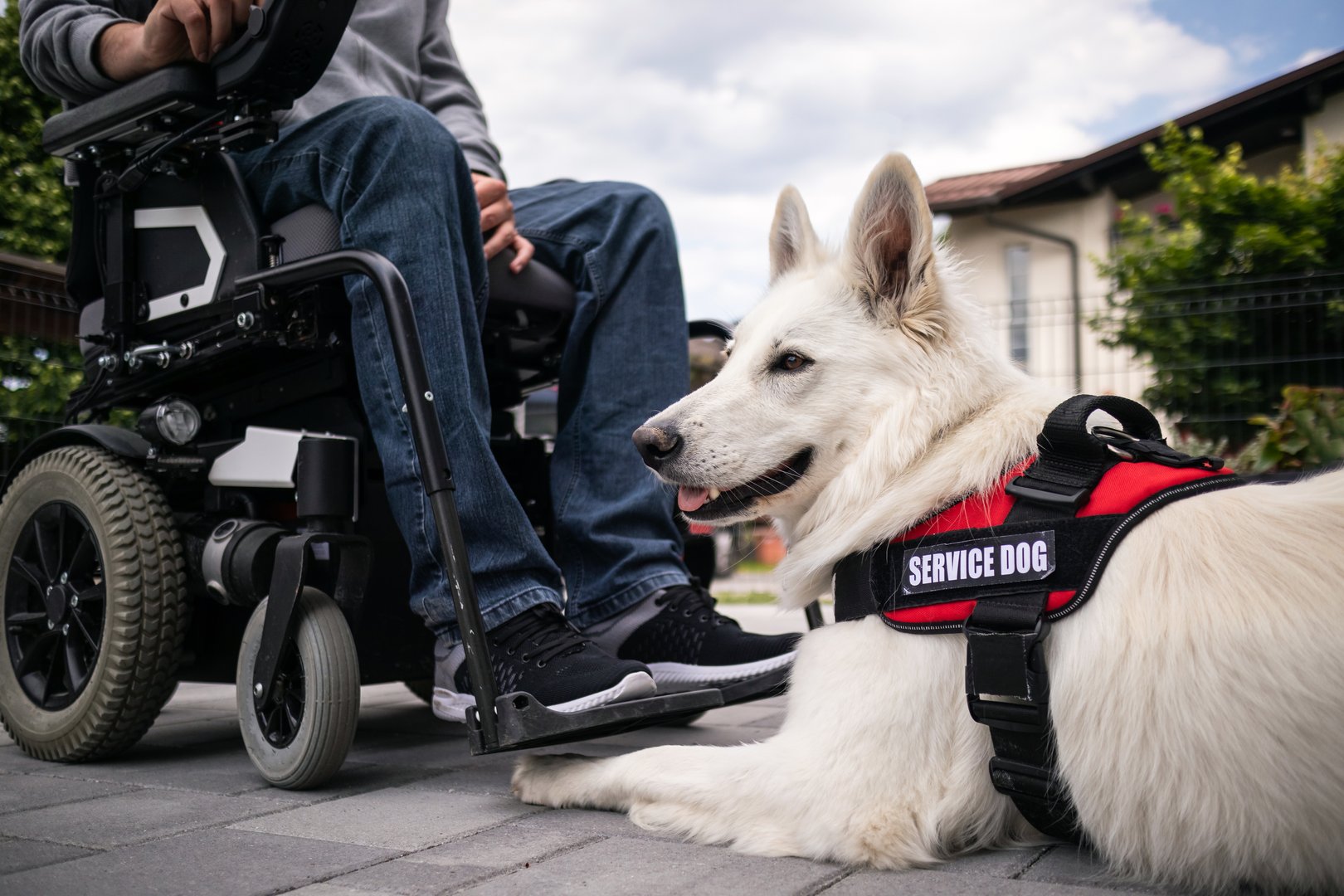 A service dog laying next to a person sitting in a wheelchair, symbolizing support and companionship.