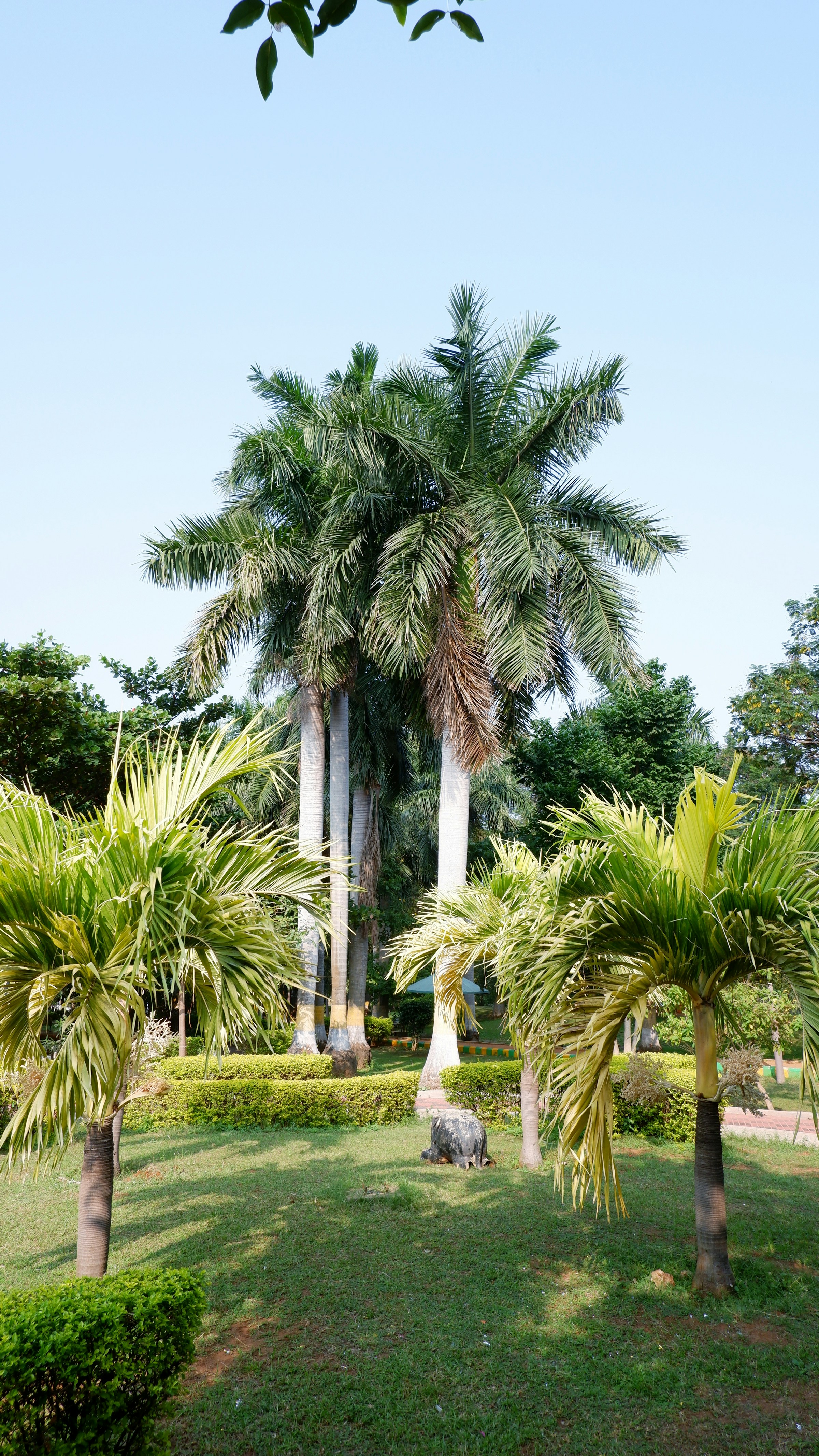 Lush tropical garden featuring tall palm trees and smaller palm plants under a clear blue sky.