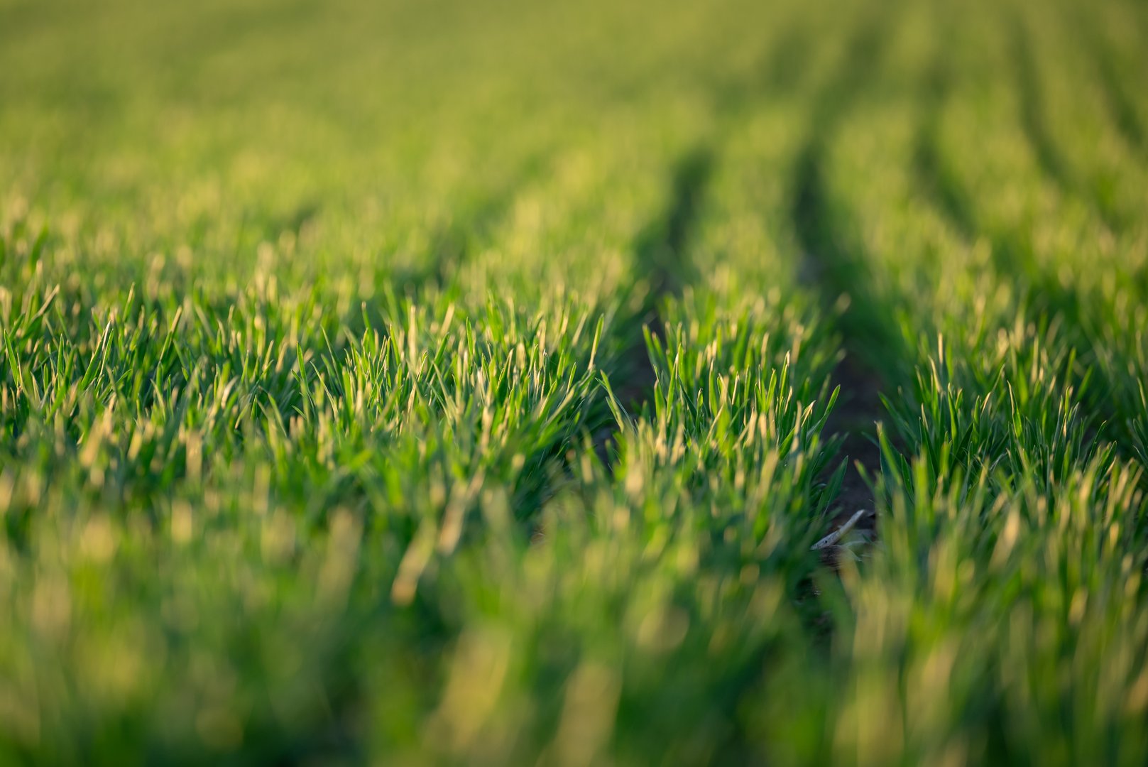 Rows of green grain crops, field of young wheat, barley or rye, fertile agricultural land