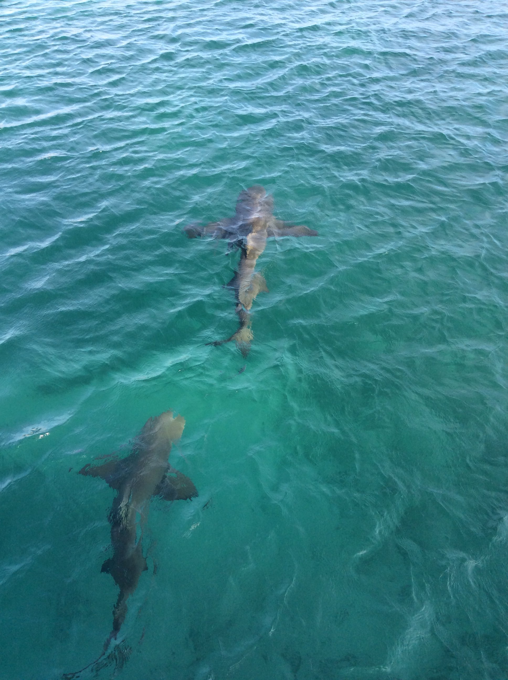 Pig surrounded by sharks