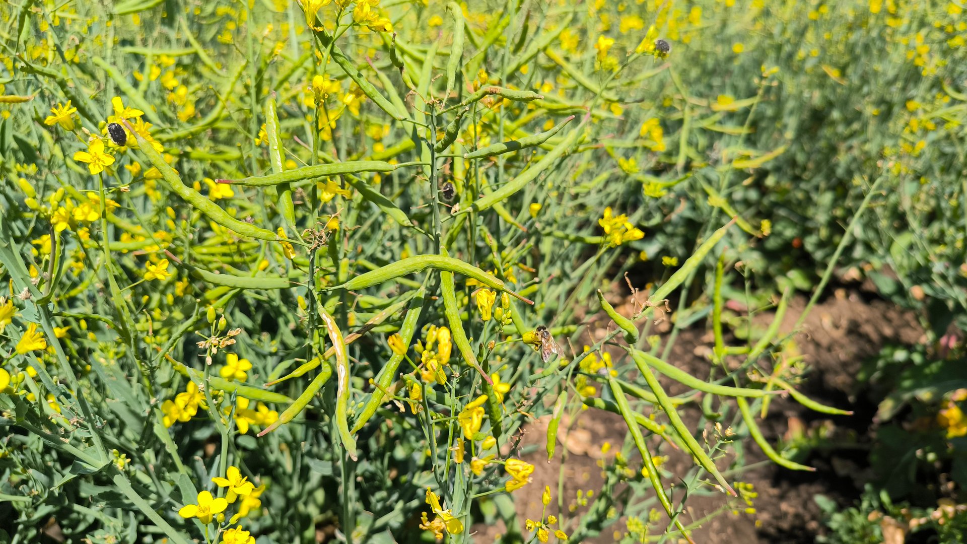 green seed pods of rapeseed close up