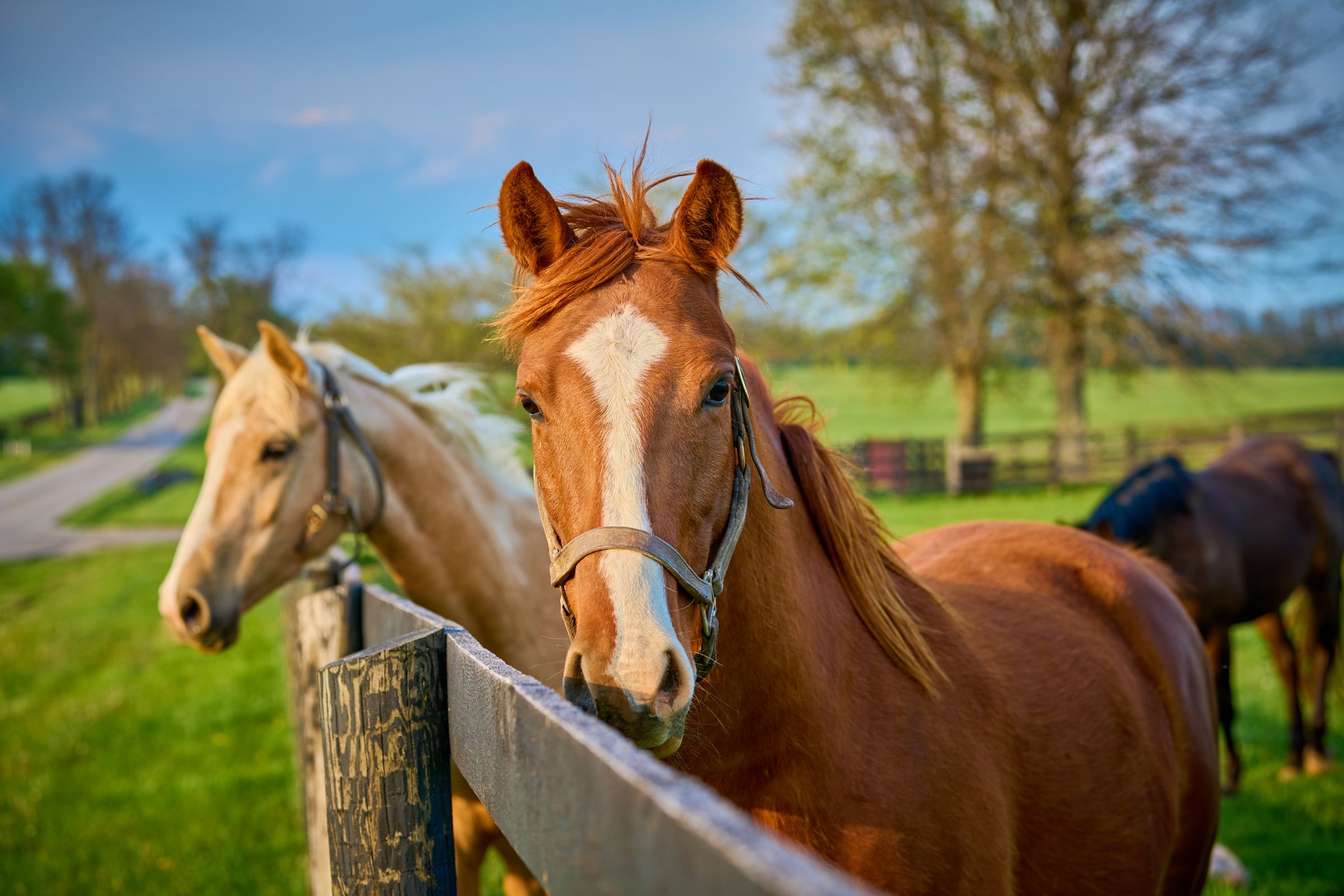 Horse looking at the camera at a horse farm in Central Kentucky bluegrass country
