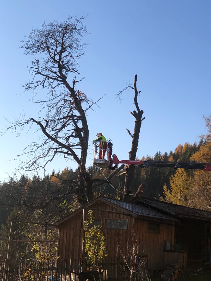 Forestry Work Detail 3