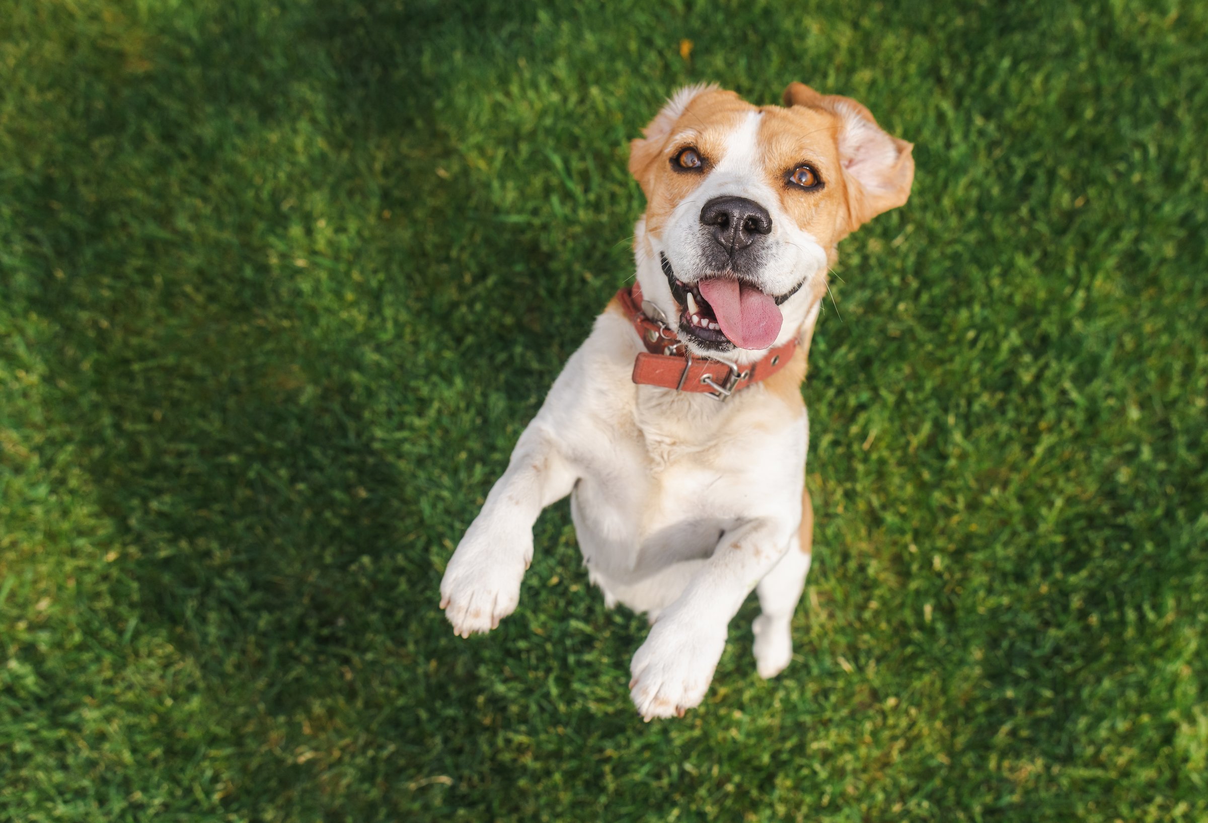 Joyful beagle dog jumping on grass with tongue out and front paws raised, expressing excitement and energy in a bright outdoor setting. High quality photo