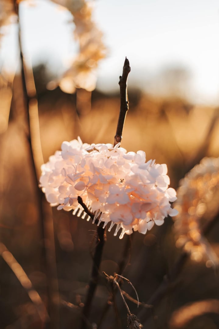 Grzebienie i kolczyki