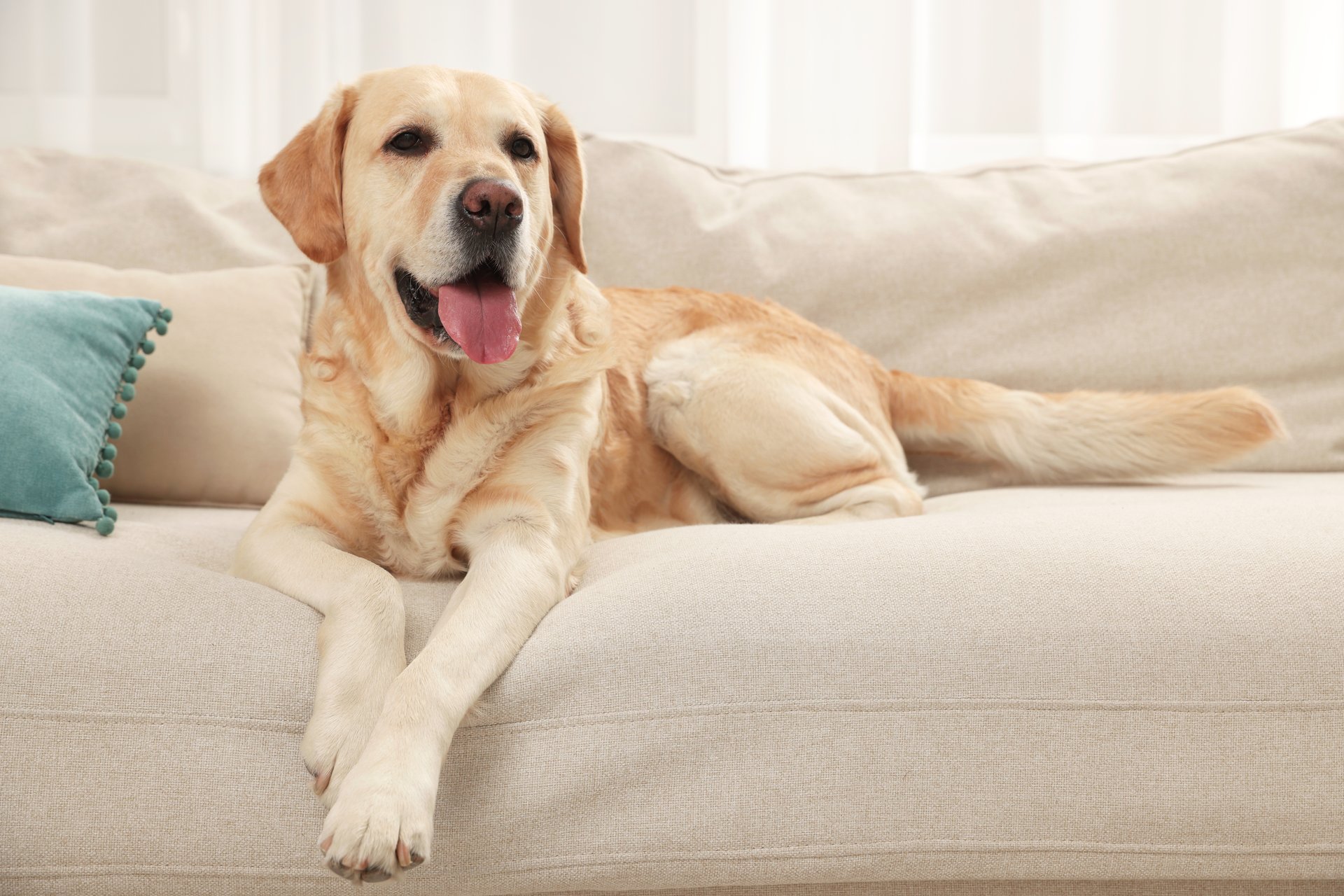 Labrador on couch