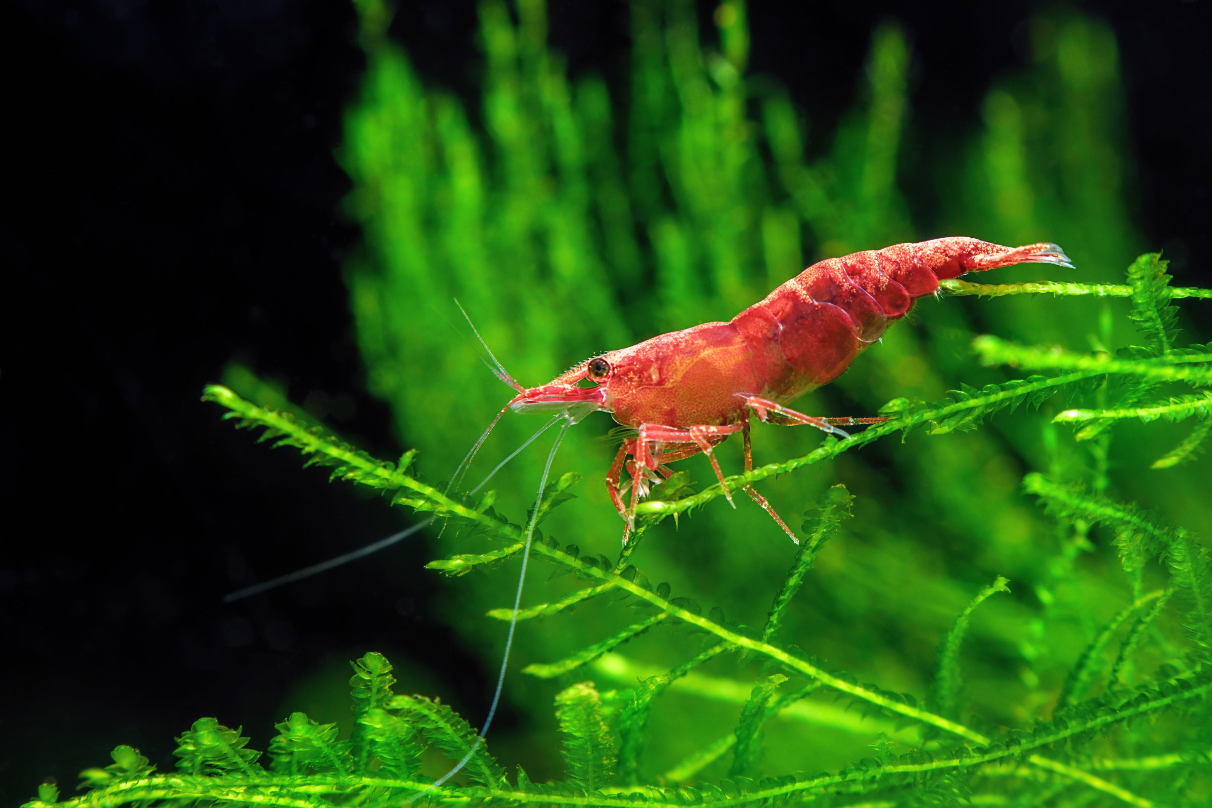 Red Cherry Shrimp on a moss, freshwater aquarium