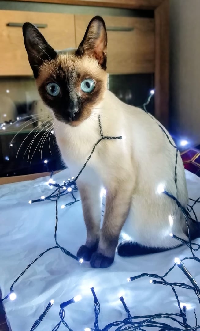 Nori the Siamese cat