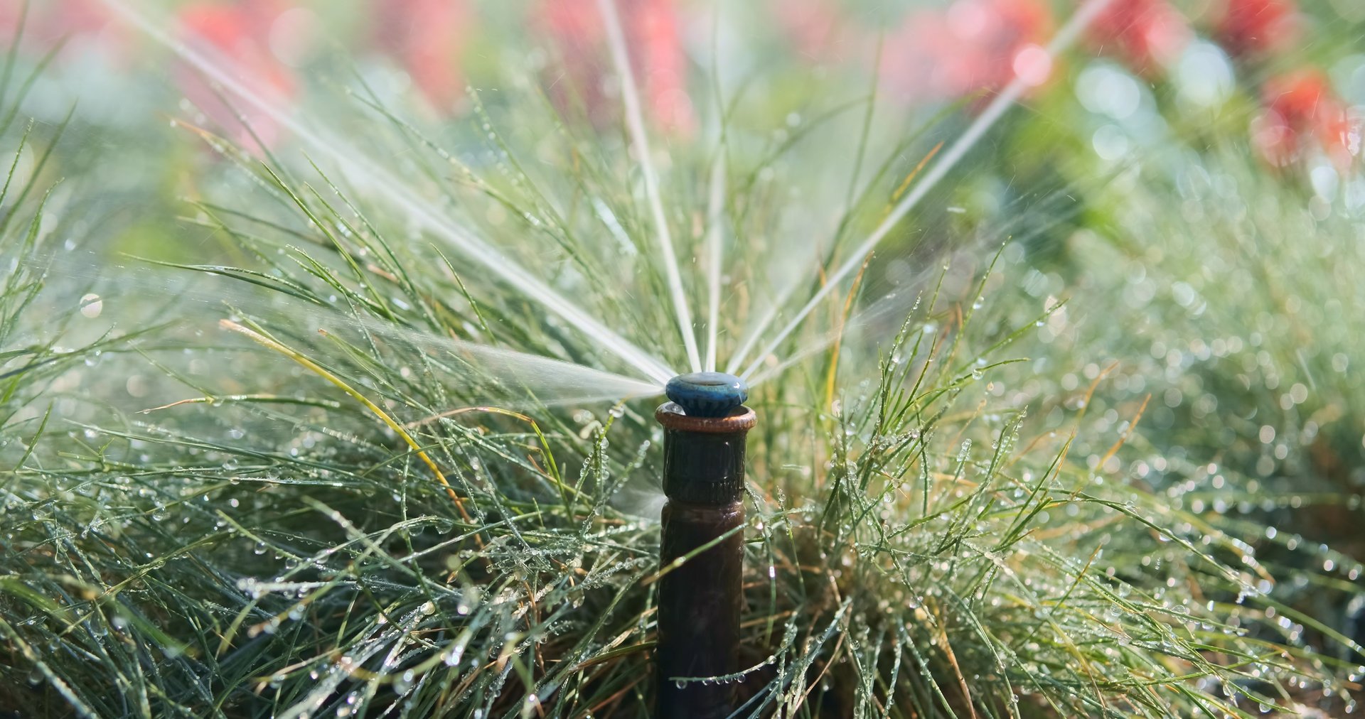 Sprinkle water for flowers and grass in the city park. Close-up, spraying water for watering flowers. High quality photo