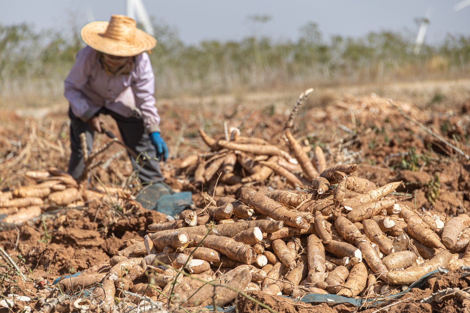 Cassava farming