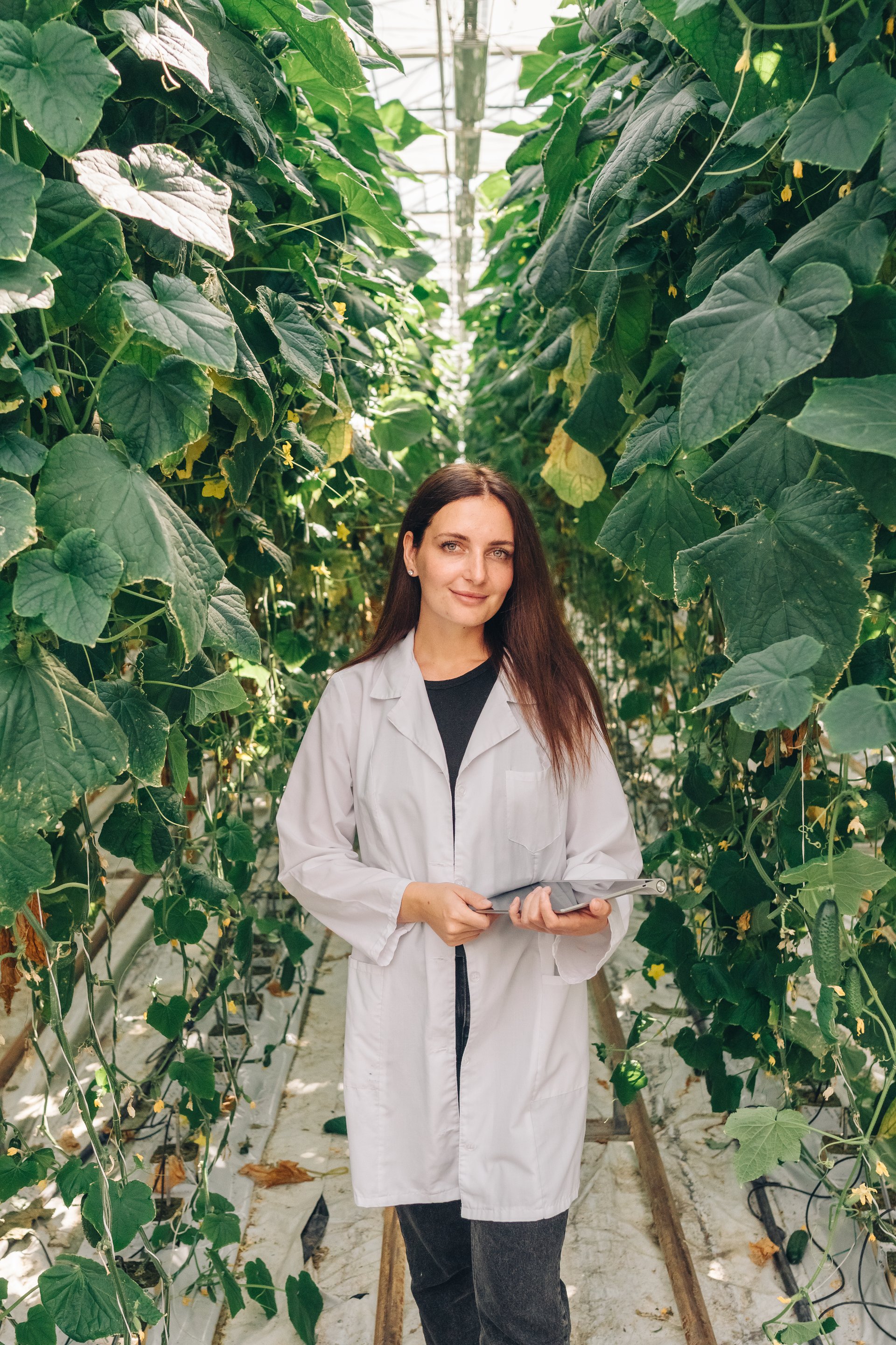 A skilled professional wearing a lab coat carefully inspects and analyzes healthy plants growing in a greenhouse. Growing organic vegetables in a modern greenhouse, food industry.Portrait of a greenhouse employee