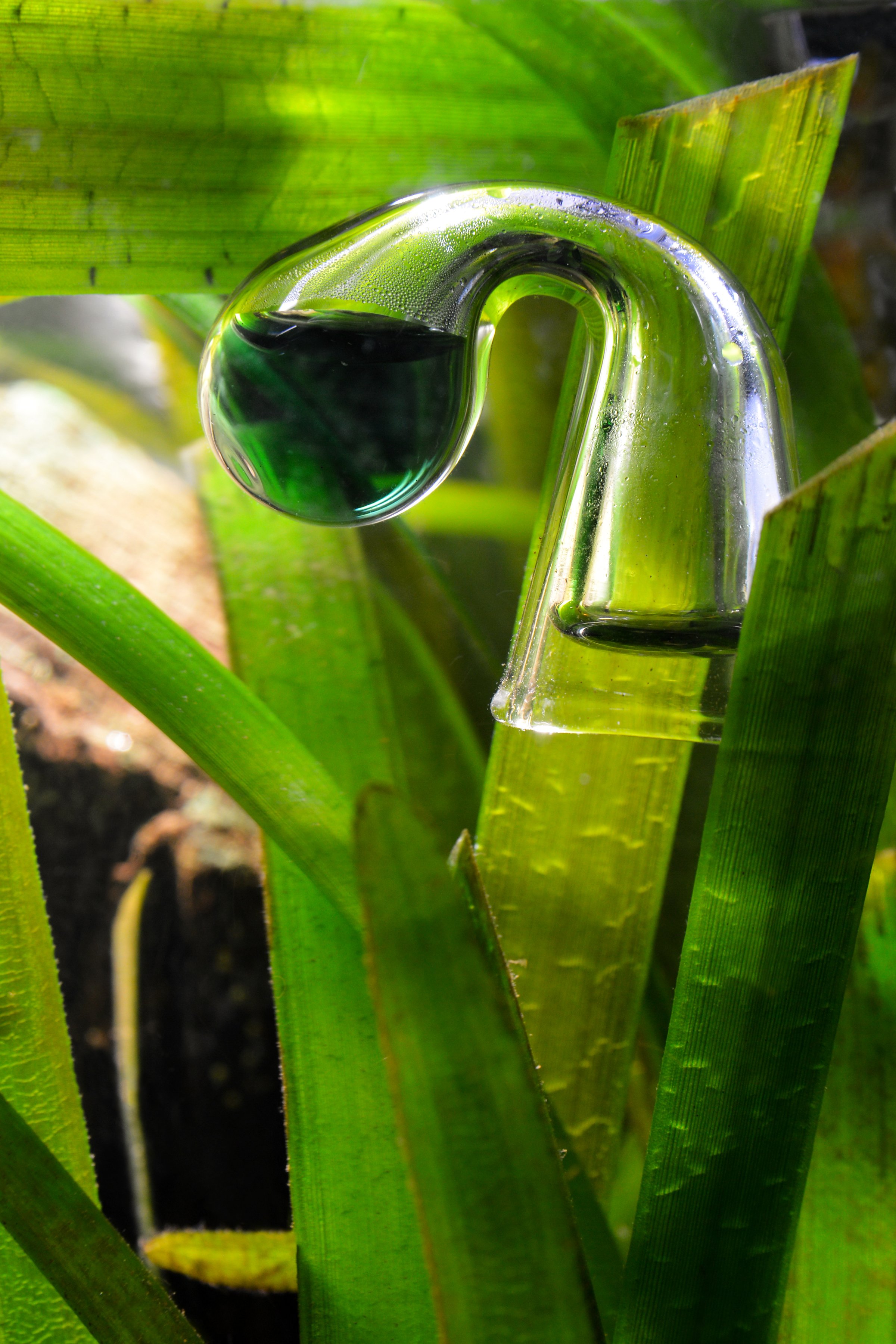 Drop checker with aquarium plants, to control the amount of co2 or carbon dioxide for plant growth.