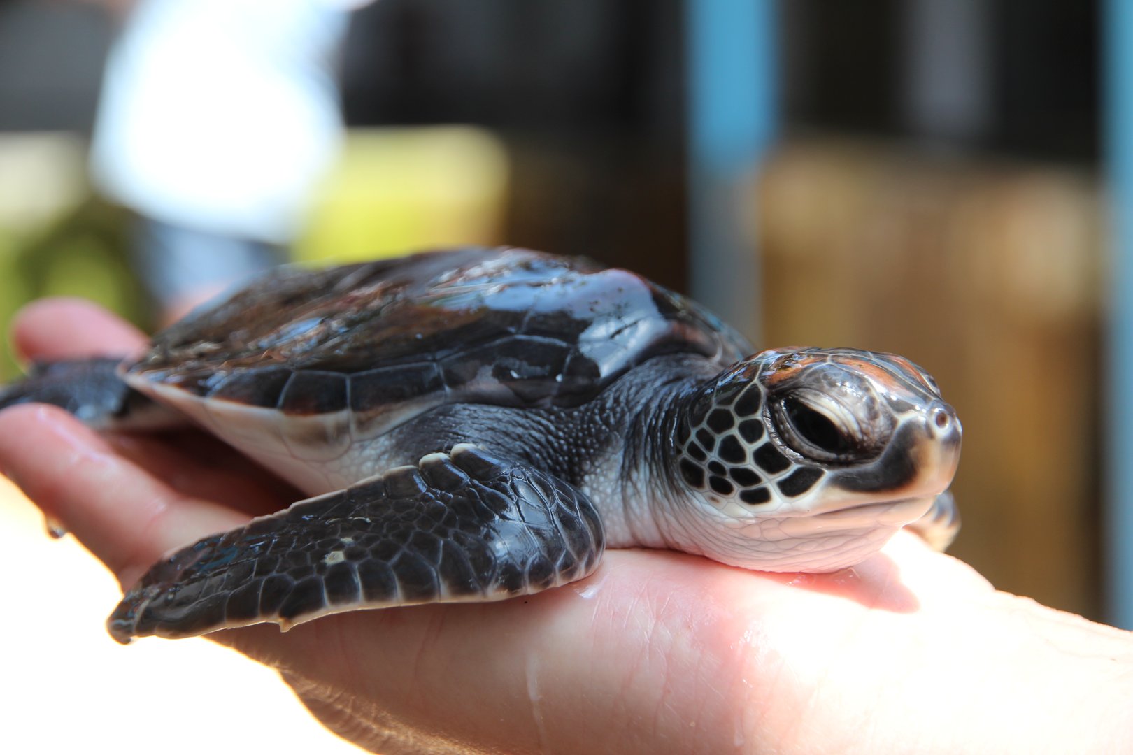 a small newborn turtle lies on the palm of a worker's hand at a turtle farm. The worker examines a baby turtle in its nest. Turtle farm for the conservation and rescue of turtles in Sri Lanka.
