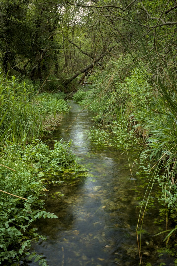 A serene forest stream winds through lush greenery, surrounded by dense vegetation and overhanging branches, creating a tranquil and natural atmosphere.