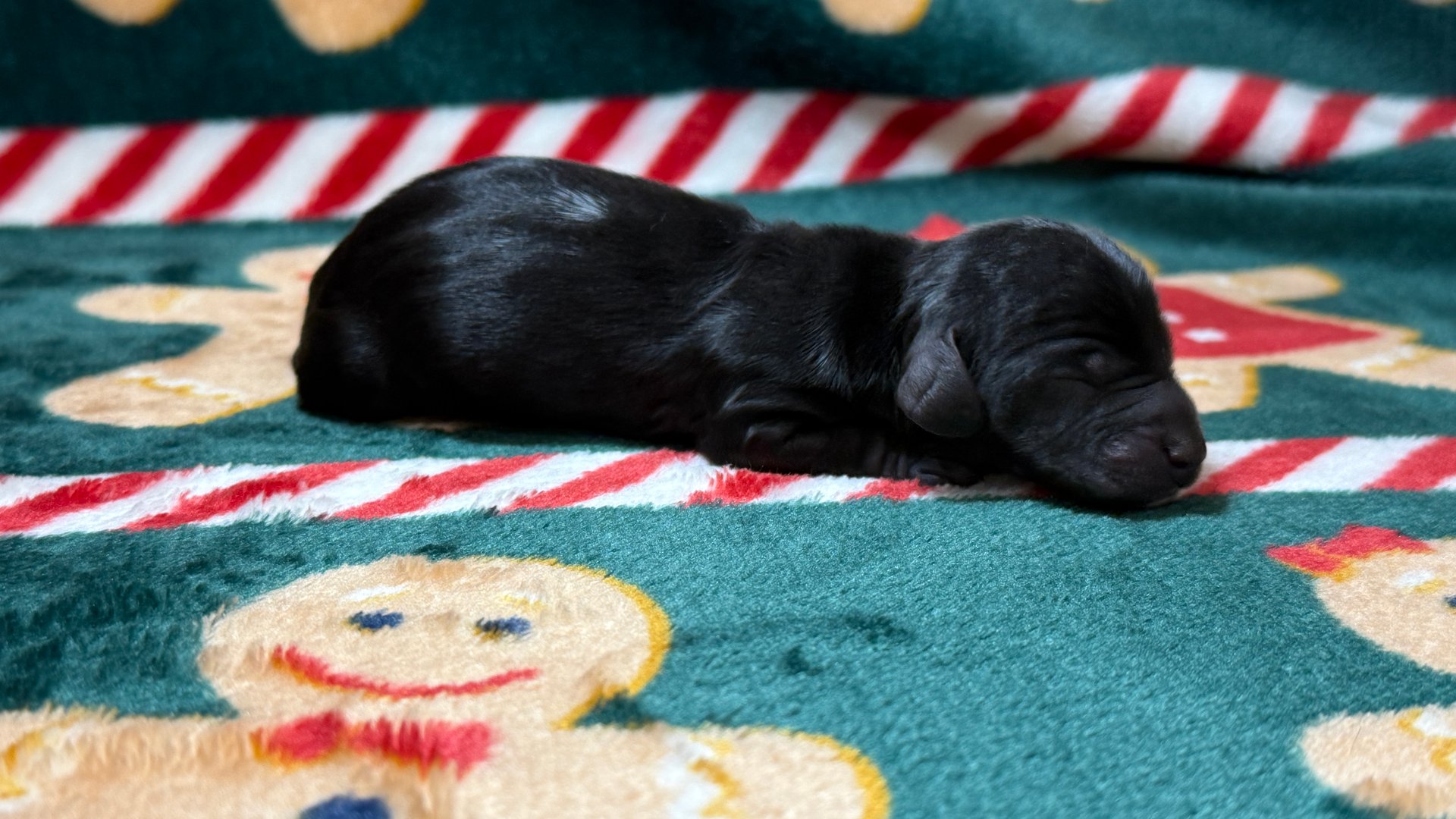 A small brown puppy with light brown markings on its face and paws lying on a soft white blanket.
