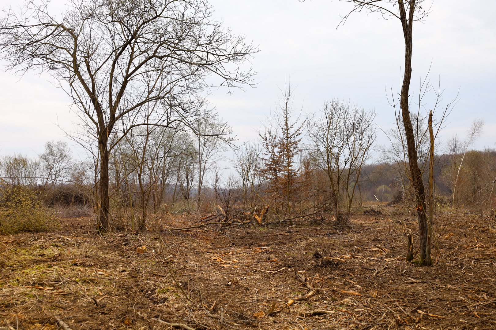 The shot shows a deforested forest area with remnants of branches and tree trunks on the ground. Several remaining trees with bare branches are visible, creating a gloomy atmosphere. The sky is cloudy, enhancing the feeling of emptiness.