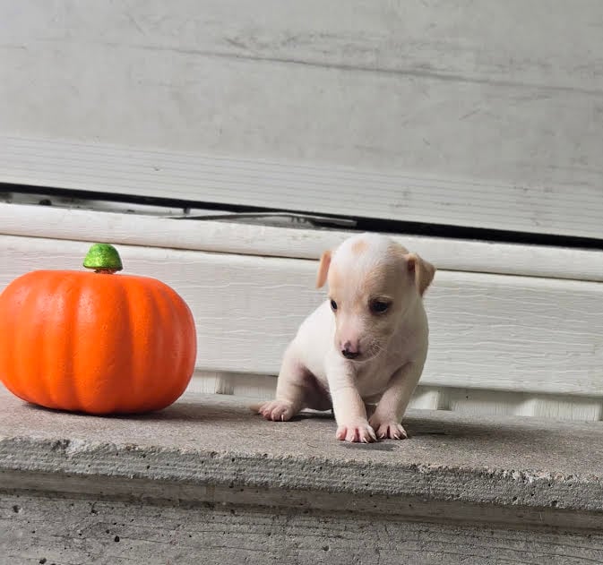 Lovable Jack Russell Terrier puppy available from Tomlin Farms