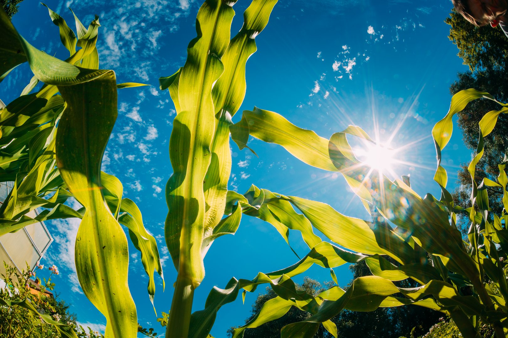 Bottom View Of Sunshine Through Spring Green Corn Stable Foliage. Sun Sunrays Shine Through Fresh Vegetation And Maize Leaves. Summer Sunny Day. Wide Angle. Young Green Maize Corn Field Under Scenic Blue Summer Sky, Summertime.