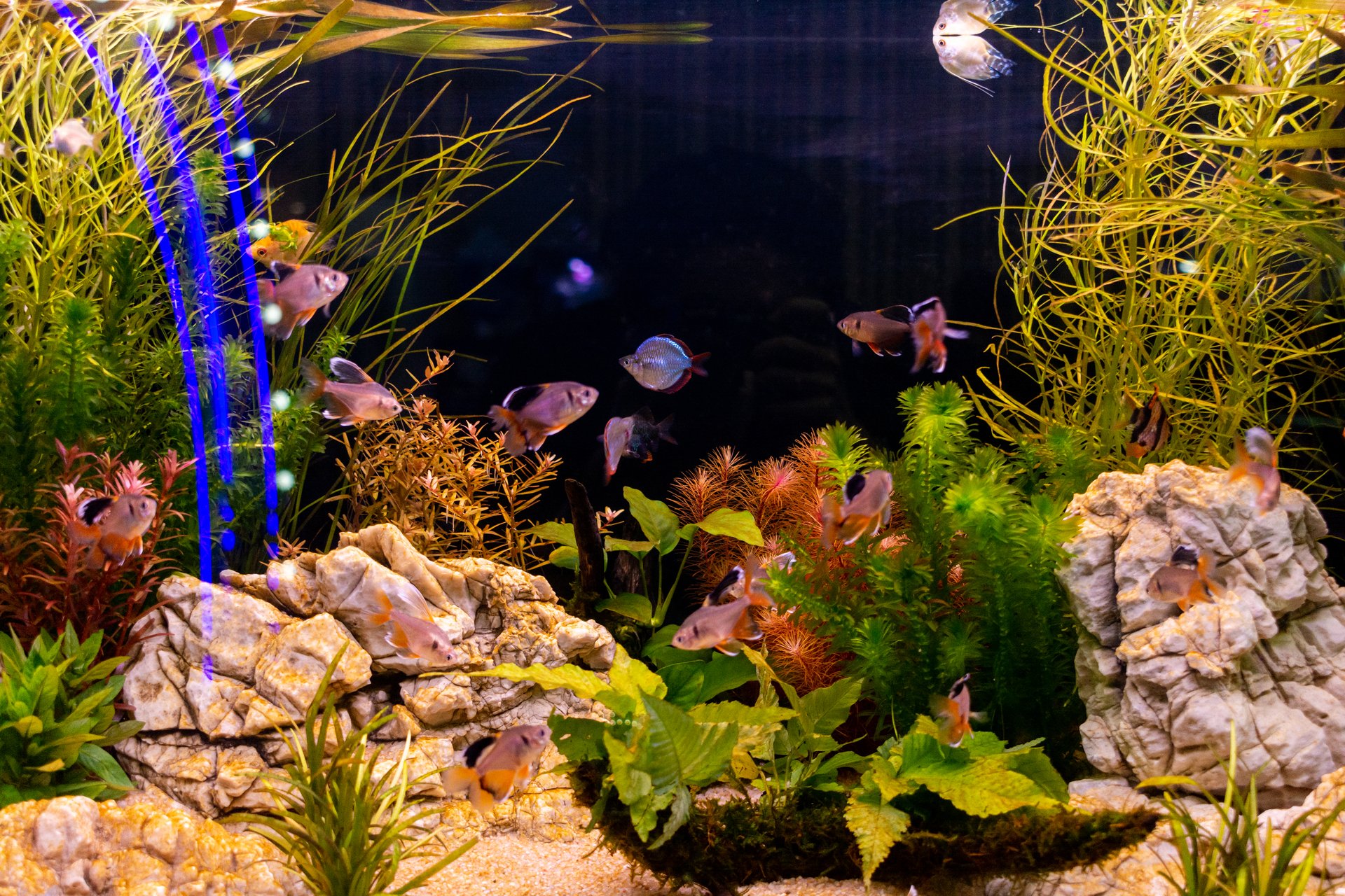 The aquarium features diverse species of fish and an array of plant life, creating an underwater paradise.