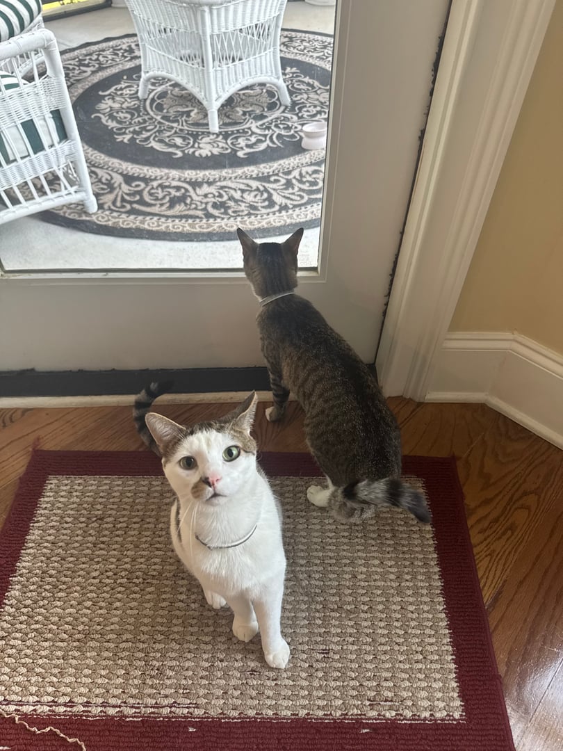 Pet photo from Bryson Pet Services