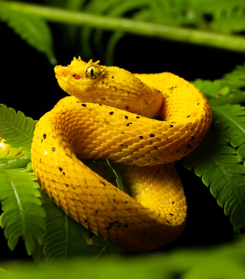 Bright yellow snake coiled on green leaves, with black spots on its scales and a textured surface, against a dark background.