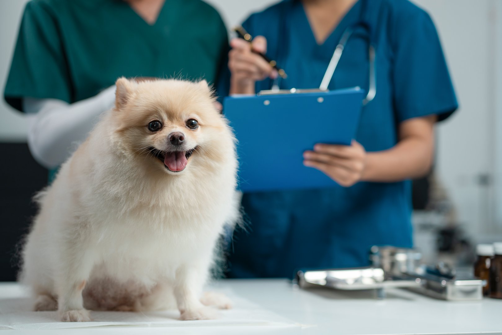 veterinarian and an assistant fill out a sick puppy history