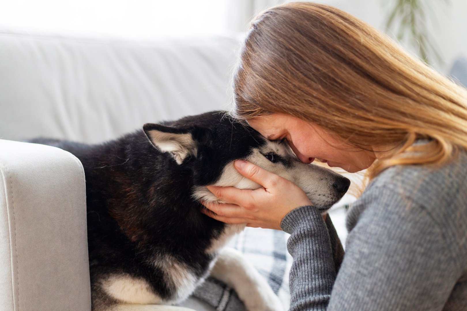 Woman and her husky dog share a moment of affection, touching foreheads while sitting on a couch.