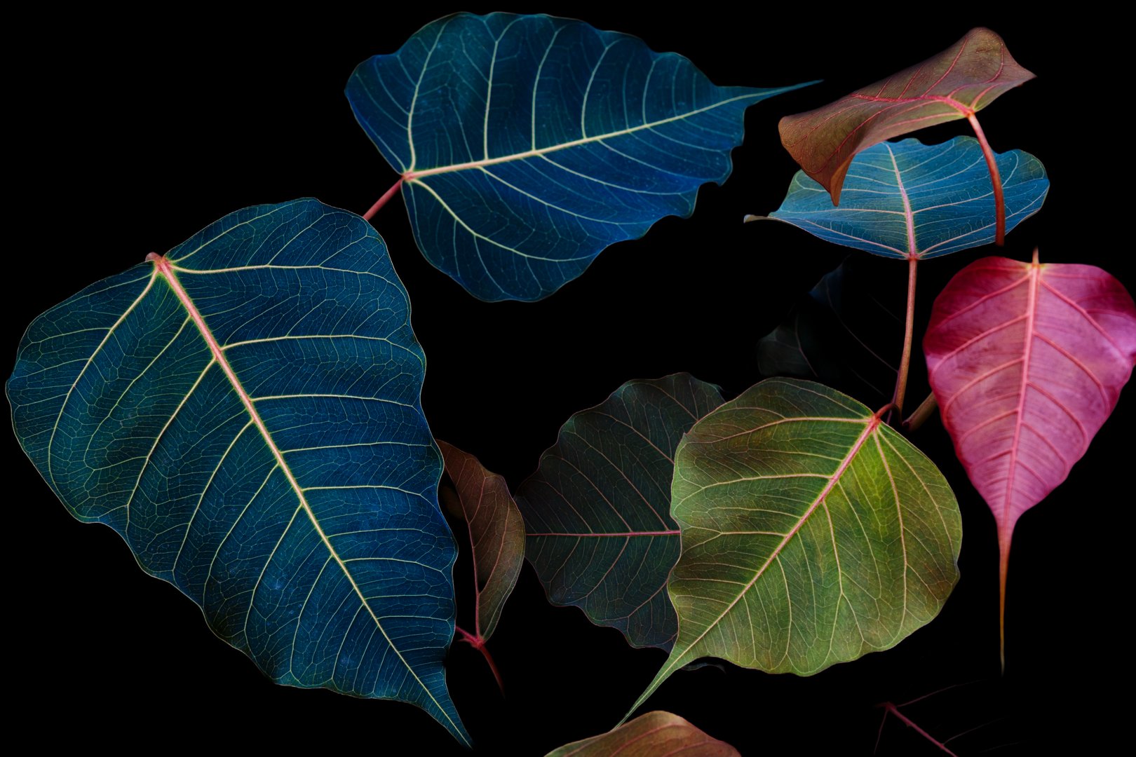 Tropical leaf pattern