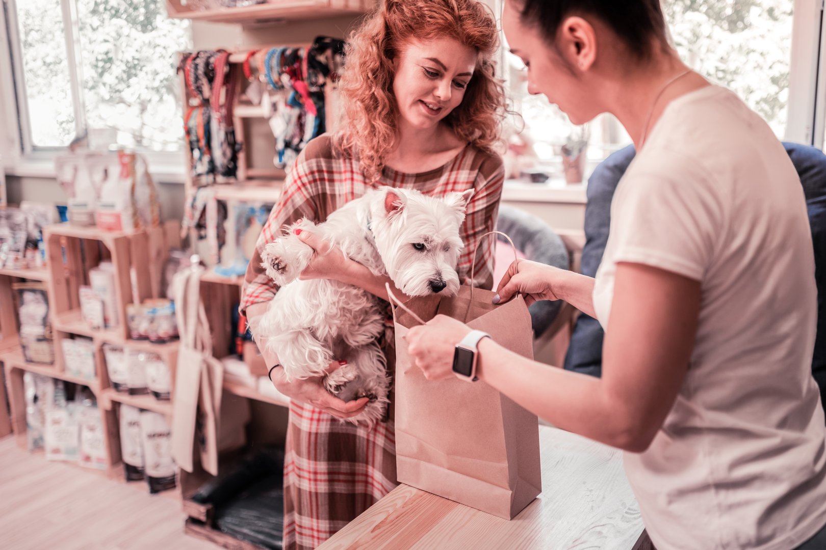 Looking into bag. Funny white dog looking into bag while shopping in pet shop with owner