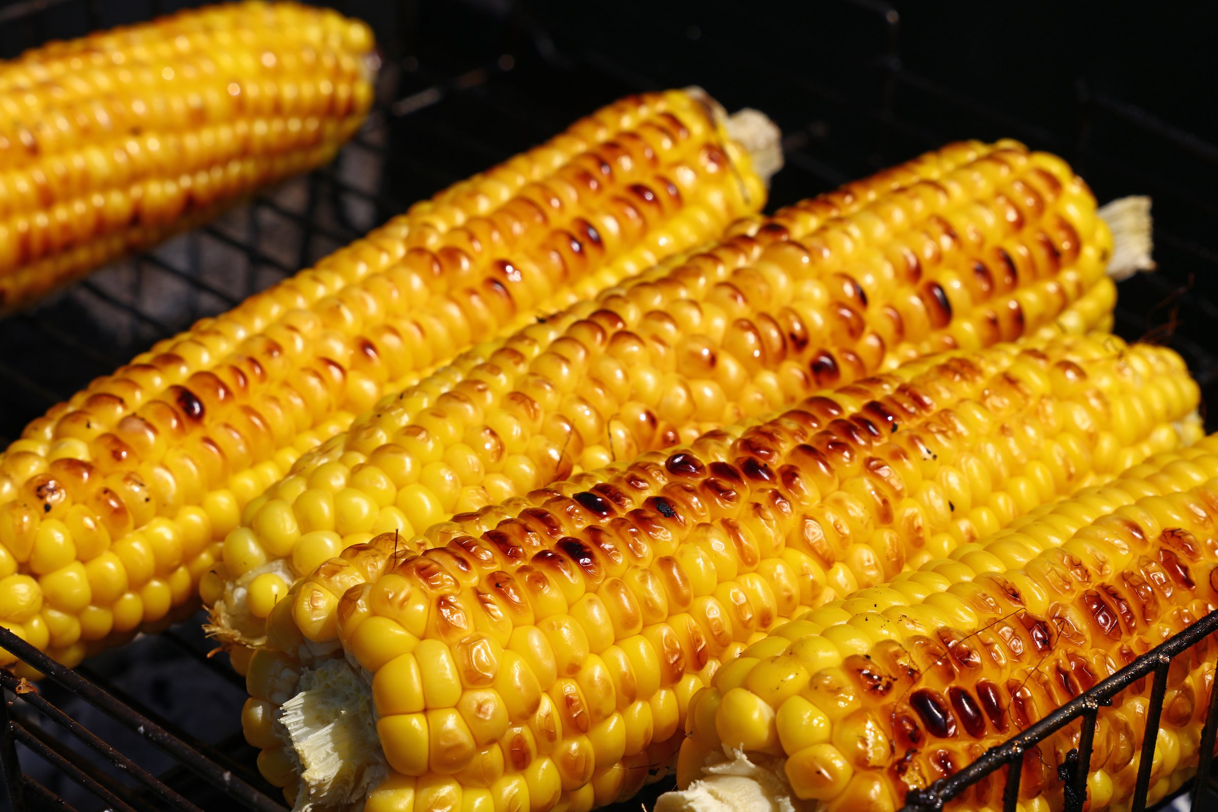 Grilled corn on the cob with charred kernels, arranged on a grill rack, glistening under bright sunlight.