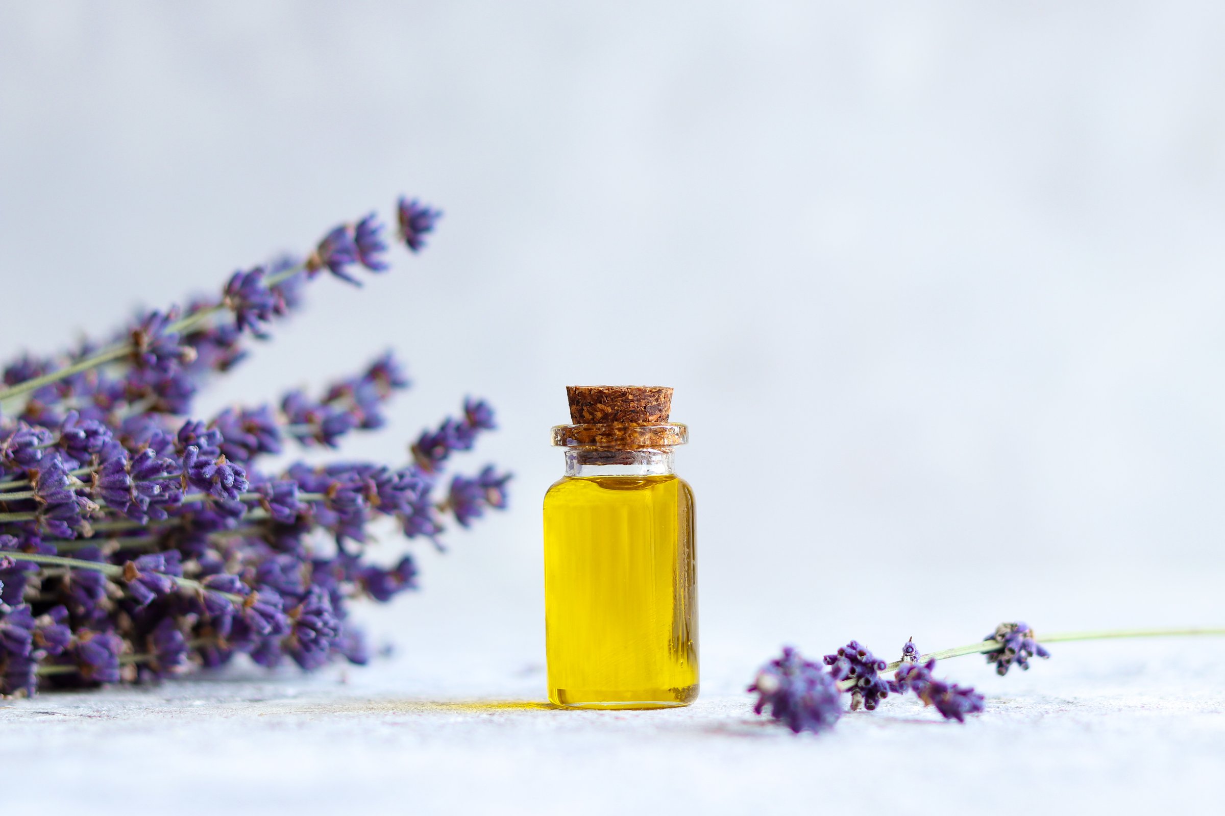 Bottle of lavender essential oil and lavender flowers against grey background. Selective focus.
