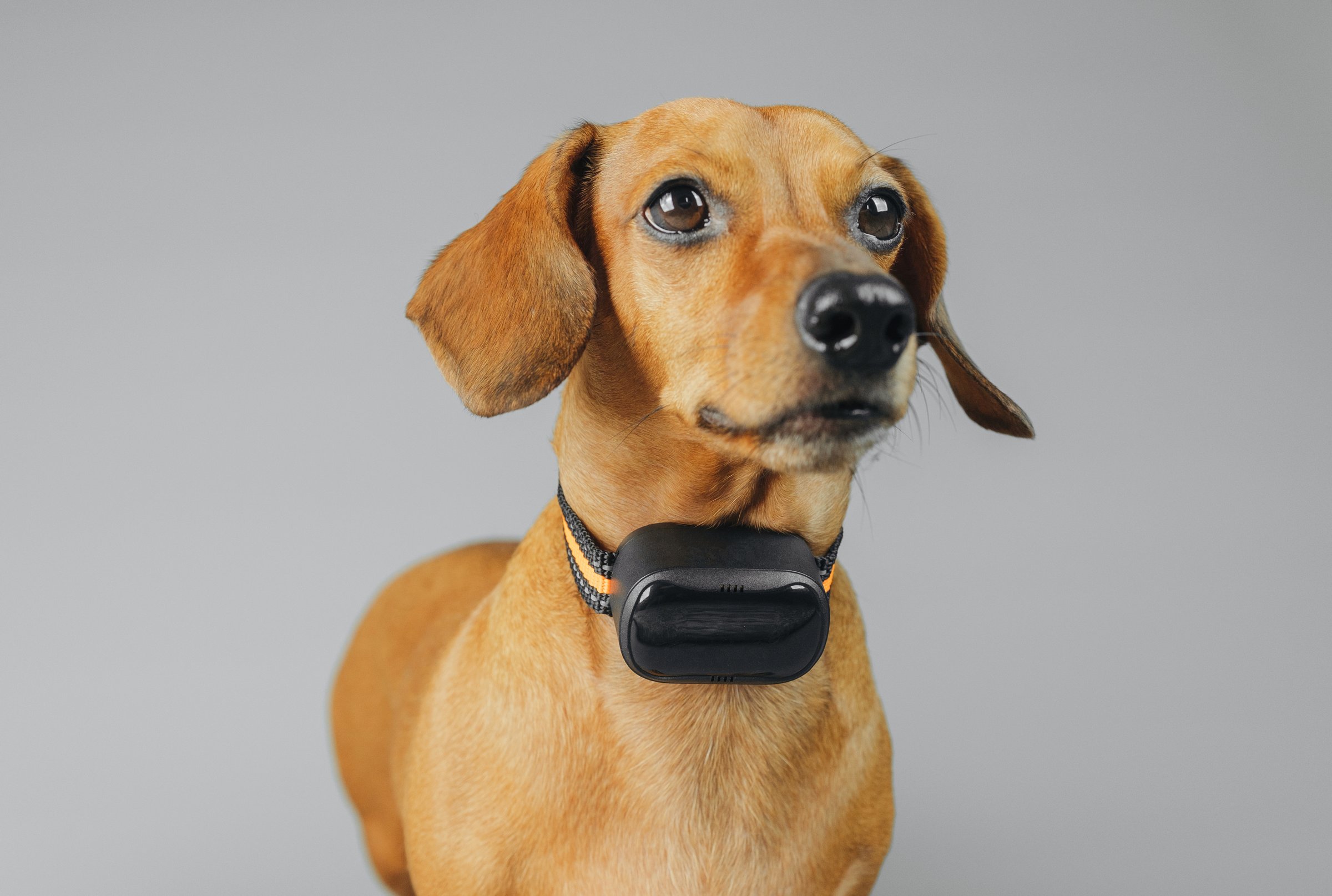 Close up of gps dog collar on dachshund for product detail and safety concept
