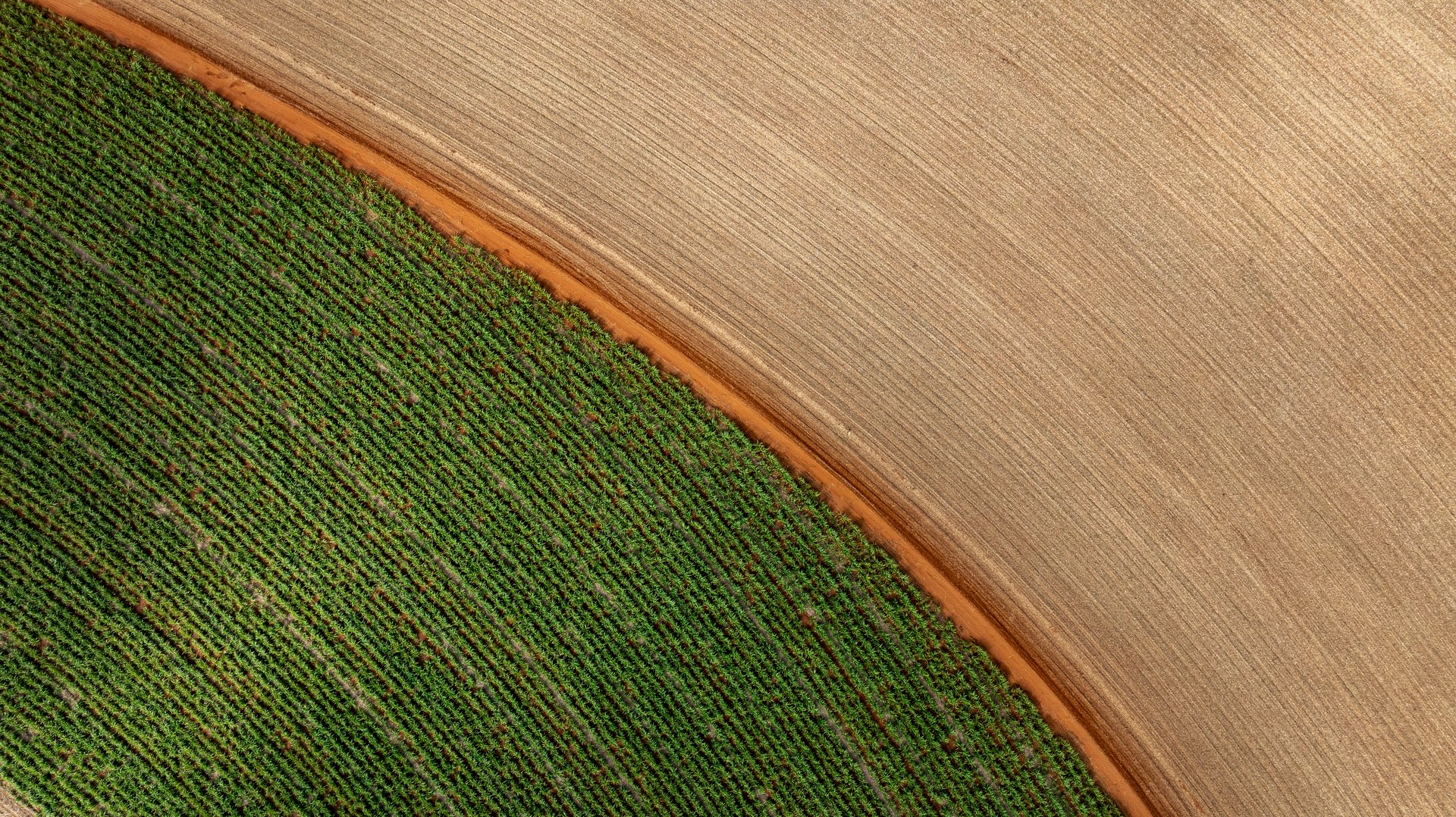 Drone view of sugarcane field