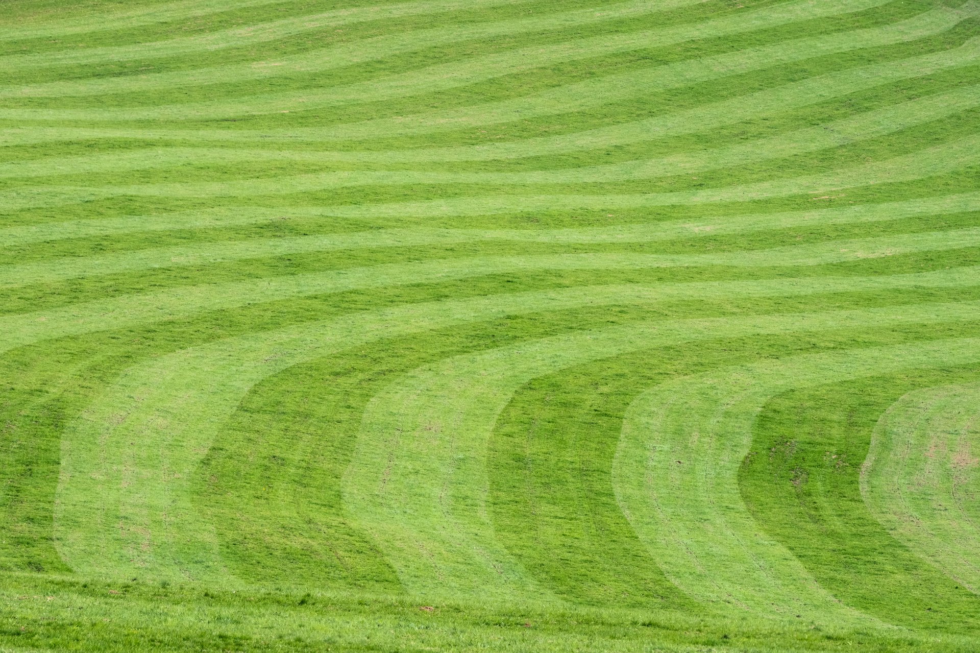 Un pré franchement tondu avec les traces de la tondeuse sur l'herbe